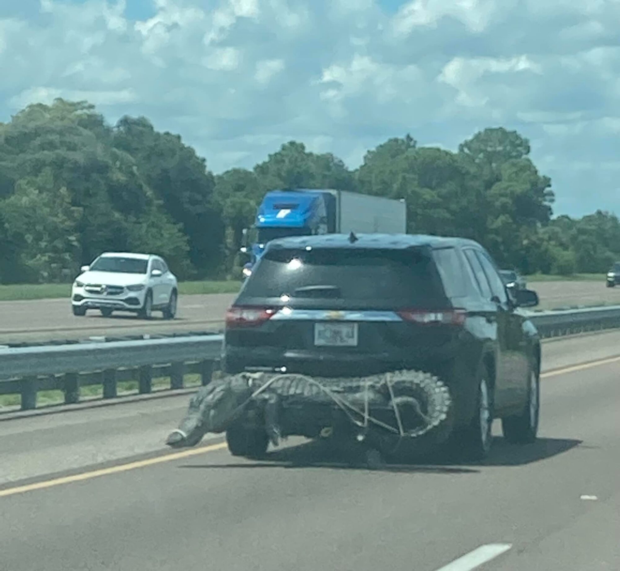 An alligator was pictured strapped to the back of a Chevy Traverse on a Florida interstate highway.