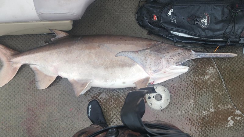 cantrell's paddlefish 2