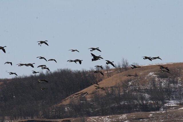 flock of canada geese des lacs nwr