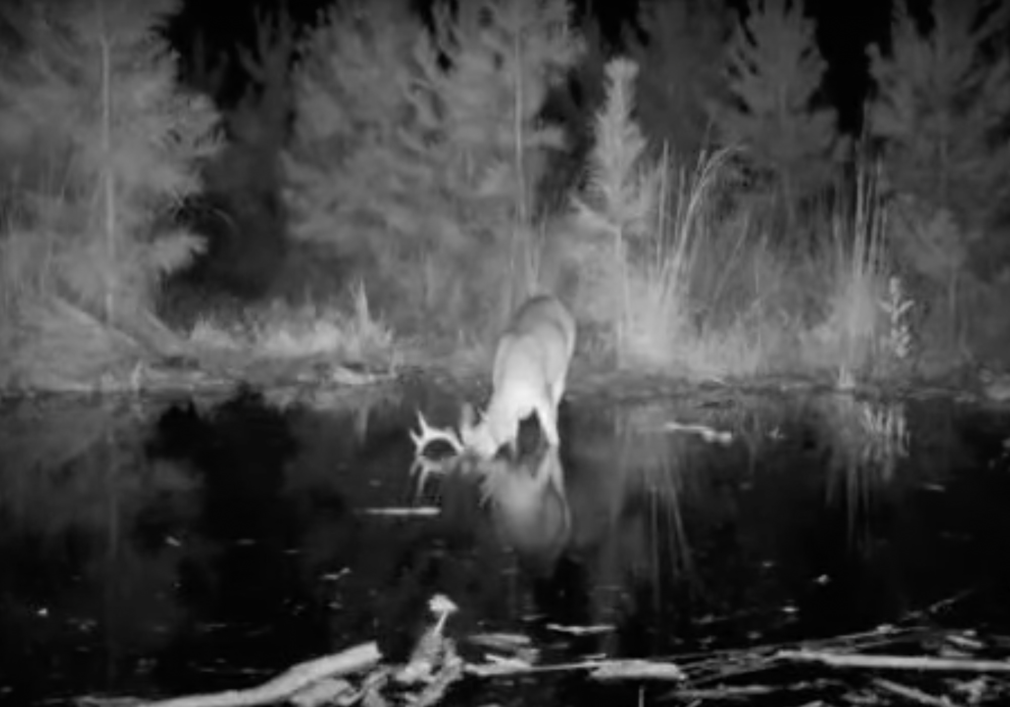 A whitetail buck dunks his head underwater on trail camera to eat.