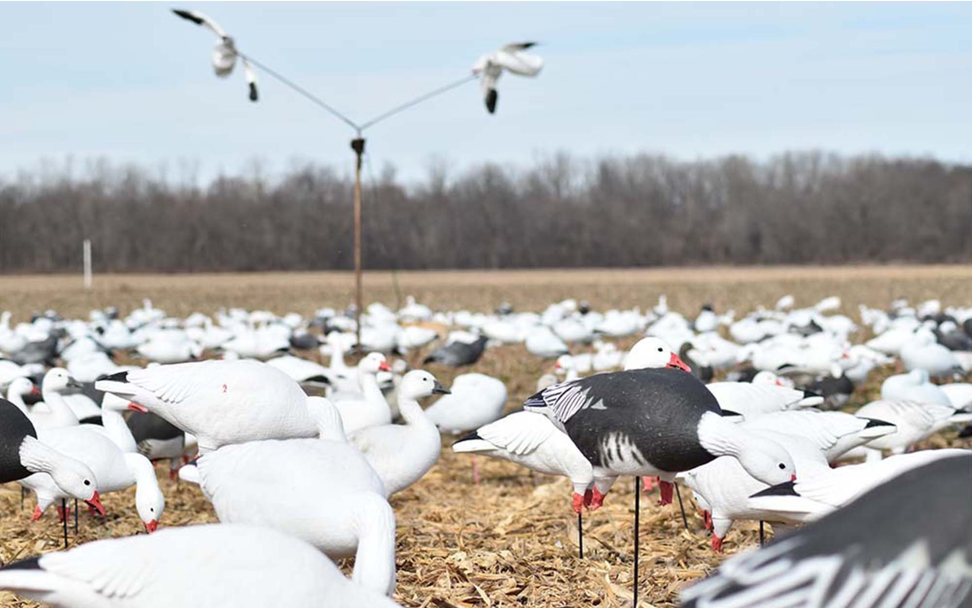 Depending on when and where you're hunting, your spread might need to be 500 or 5,000 decoys. 