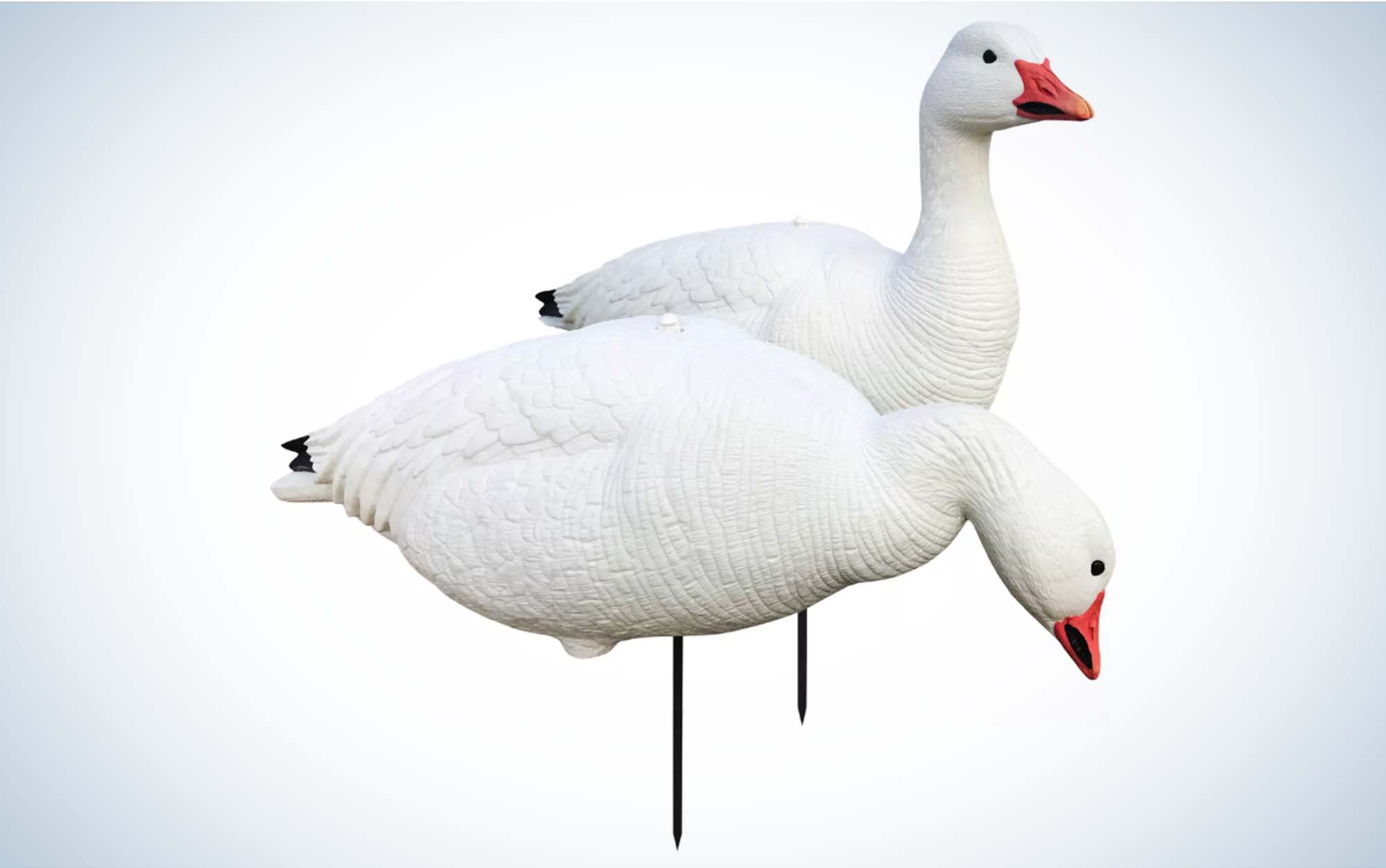 The White Rock Evacs are the best value snow goose decoys.
