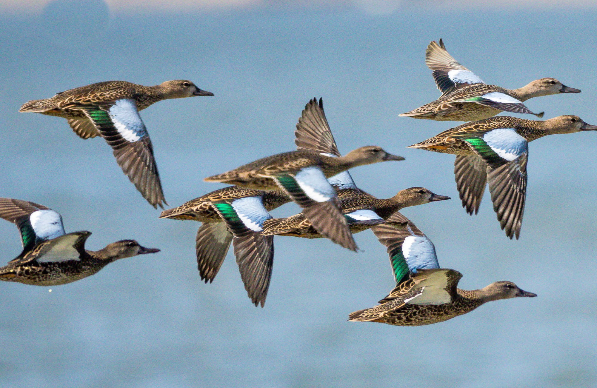 USDA lifts a ban on importing hunter-harvested waterfowl meat from Canada.