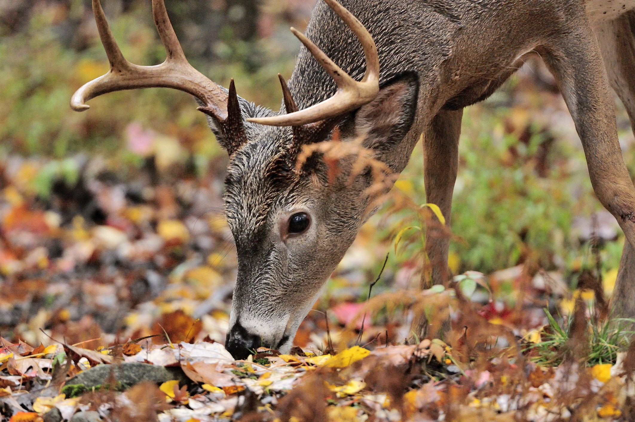 How to Hunt Whitetails on the Acorn Crop This Fall