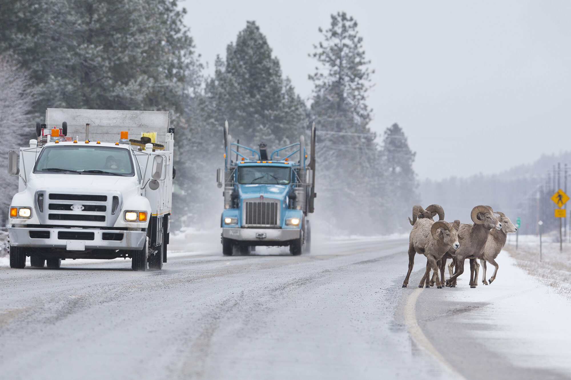 The Key to Solving Big-Game Migration Conflicts? Roadkill