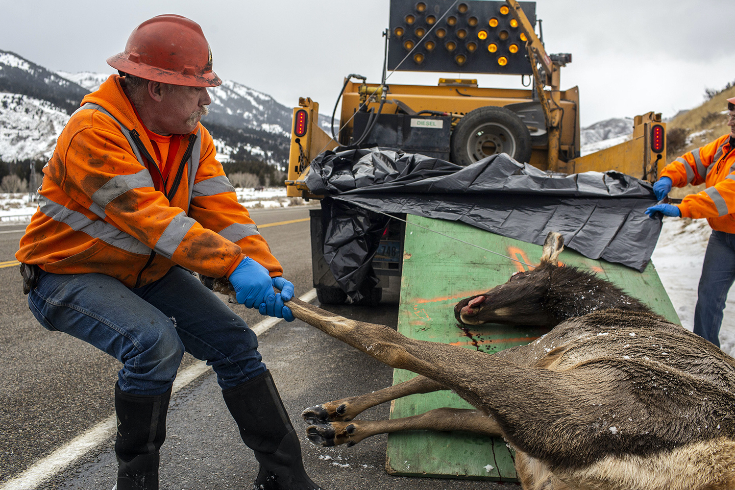picking up elk carcass on highway