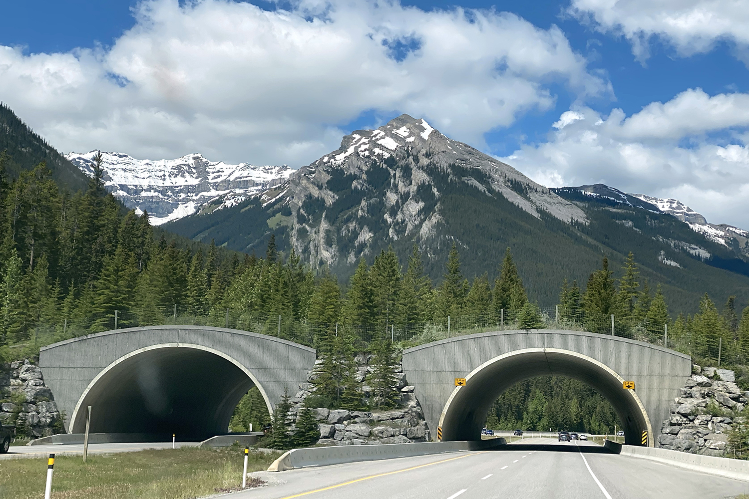 wildlife bridges over highway