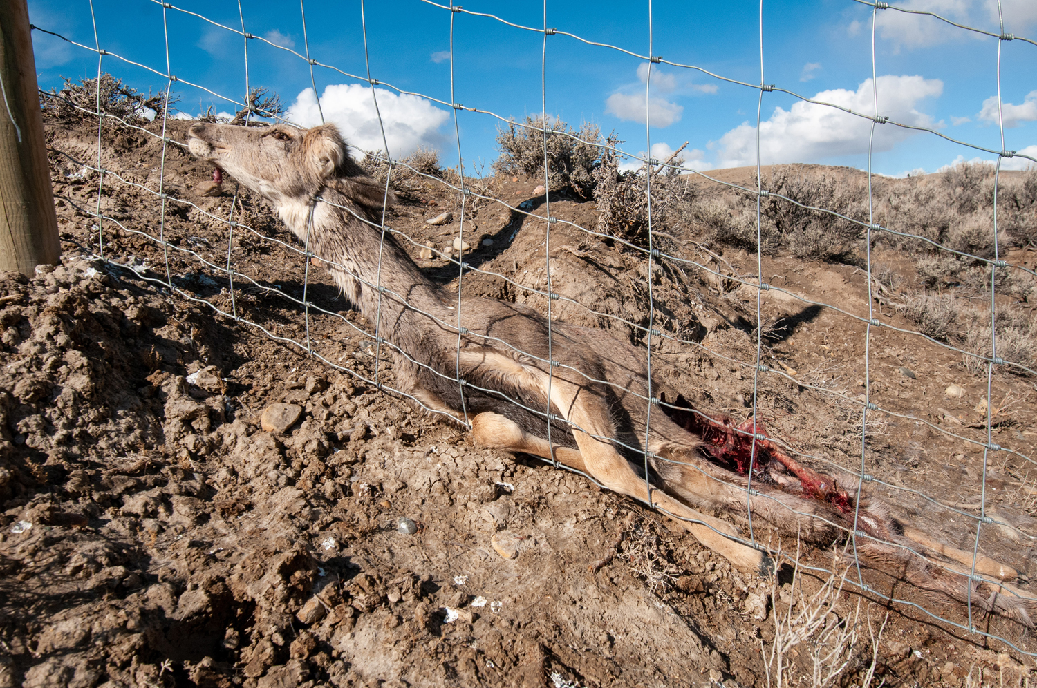 dead mule deer caught in fence