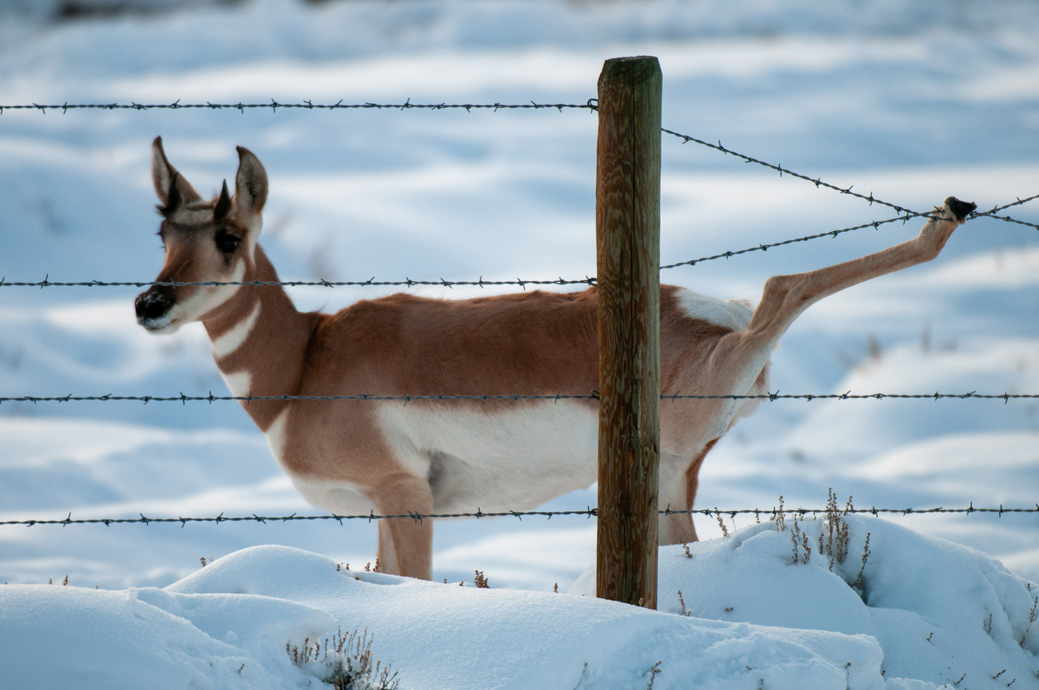 pronghorn with foot caught in fence