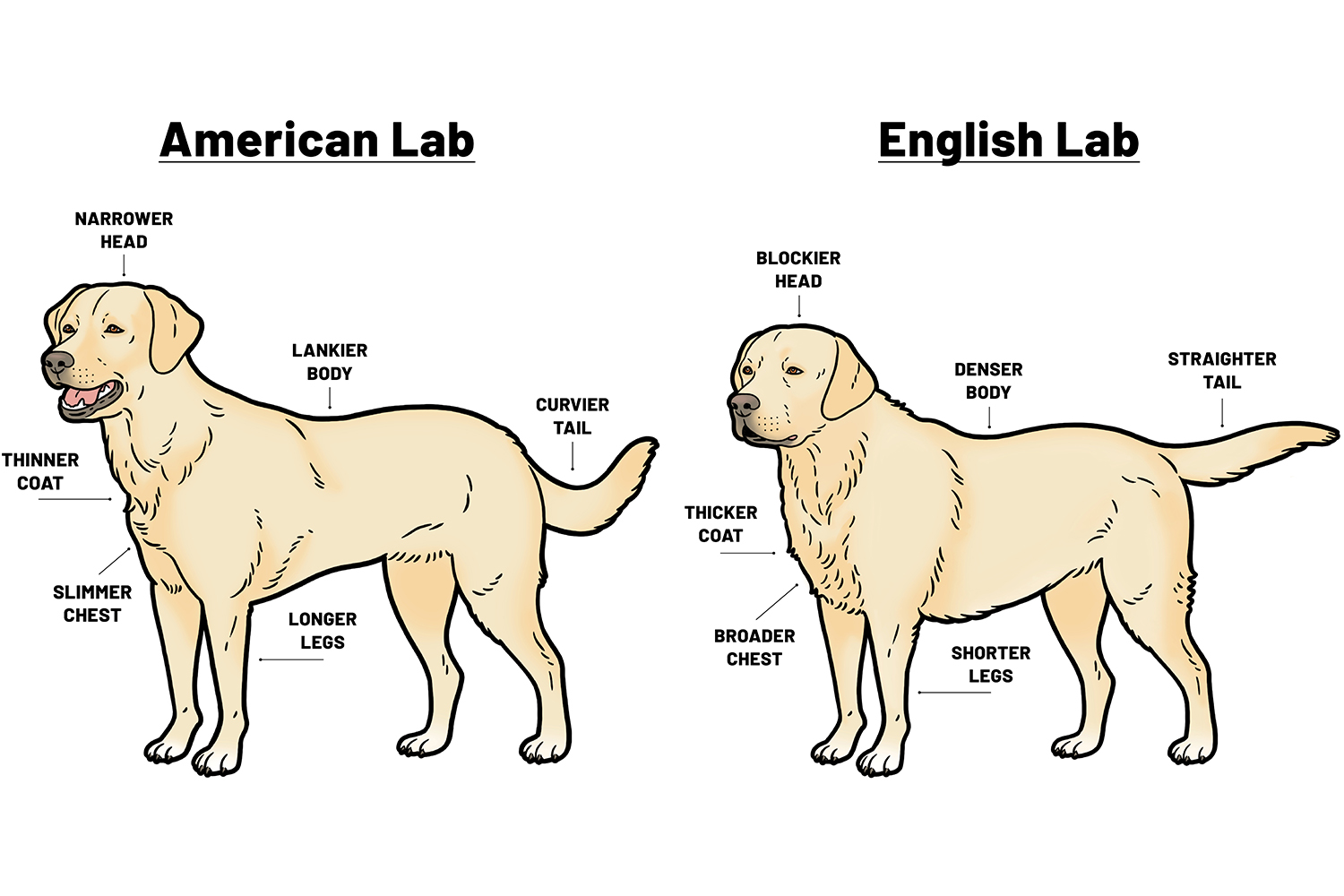 illustration of American Lab and English Lab