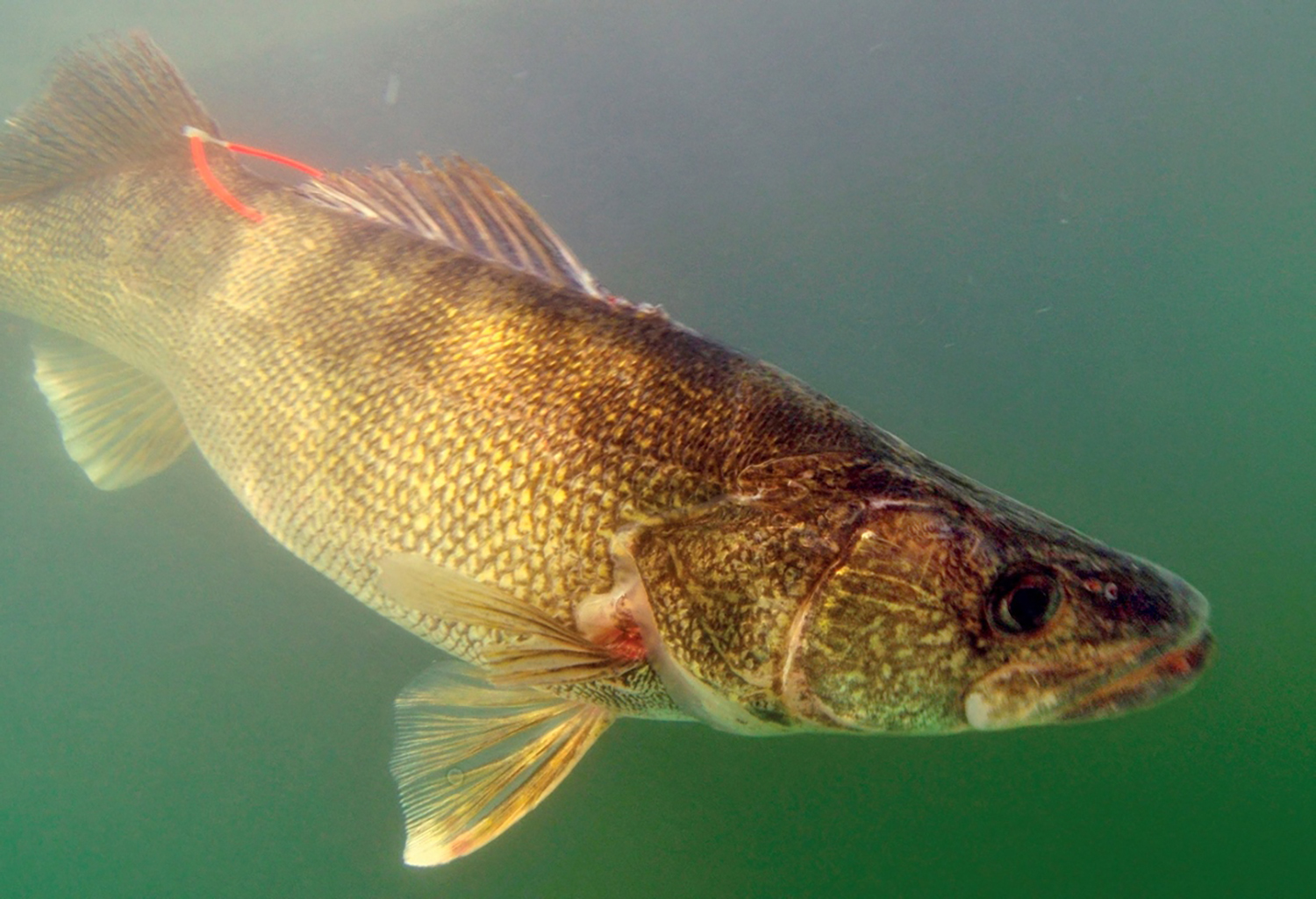 walleye with fin tag