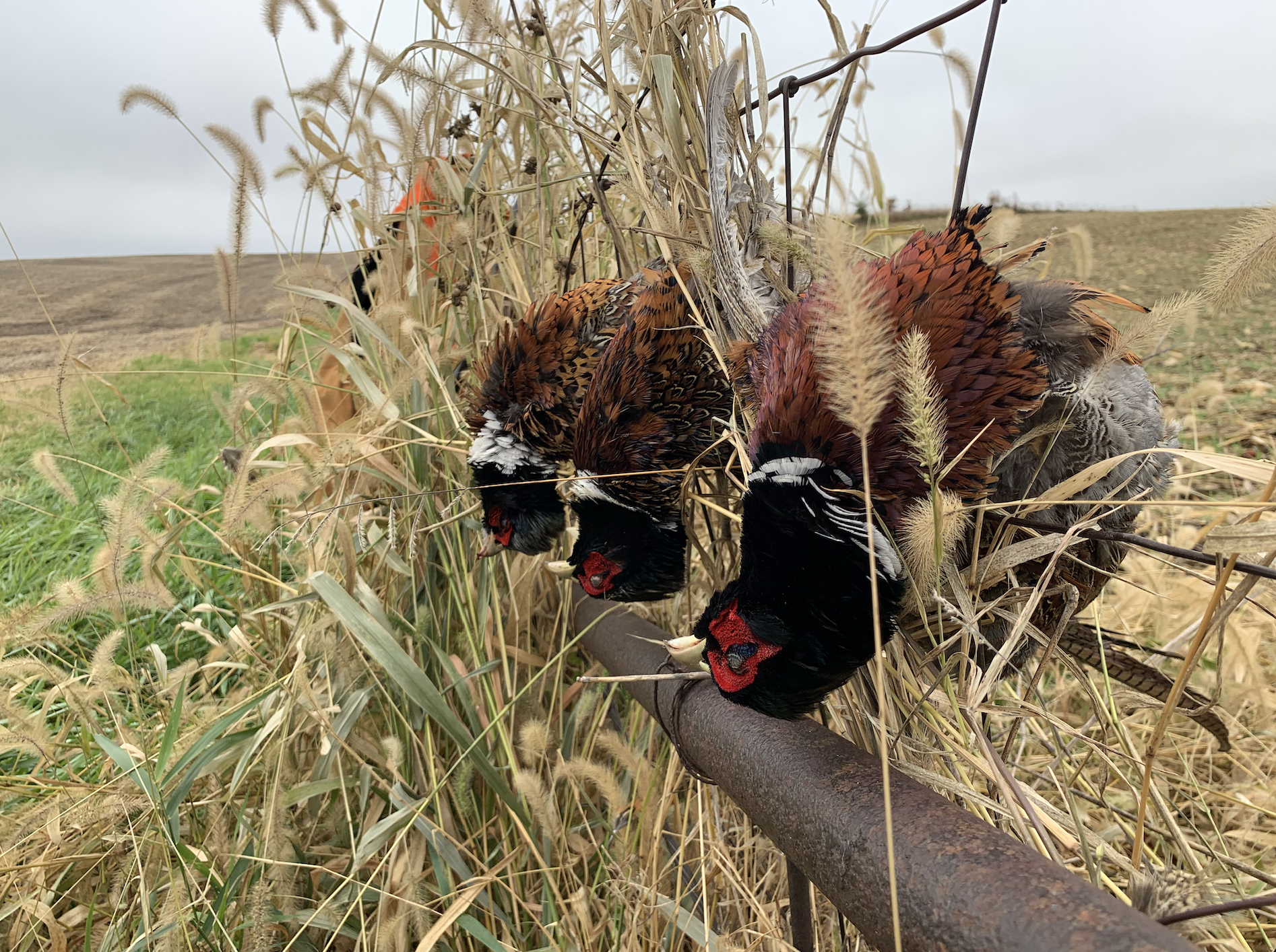 The author shot these three Iowa pheasants with a PM choke.