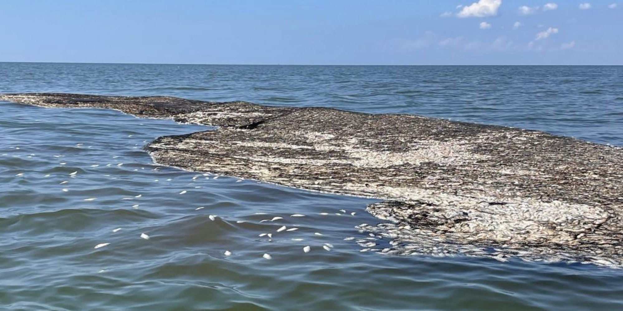 dead menhaden in Gulf of Mexico