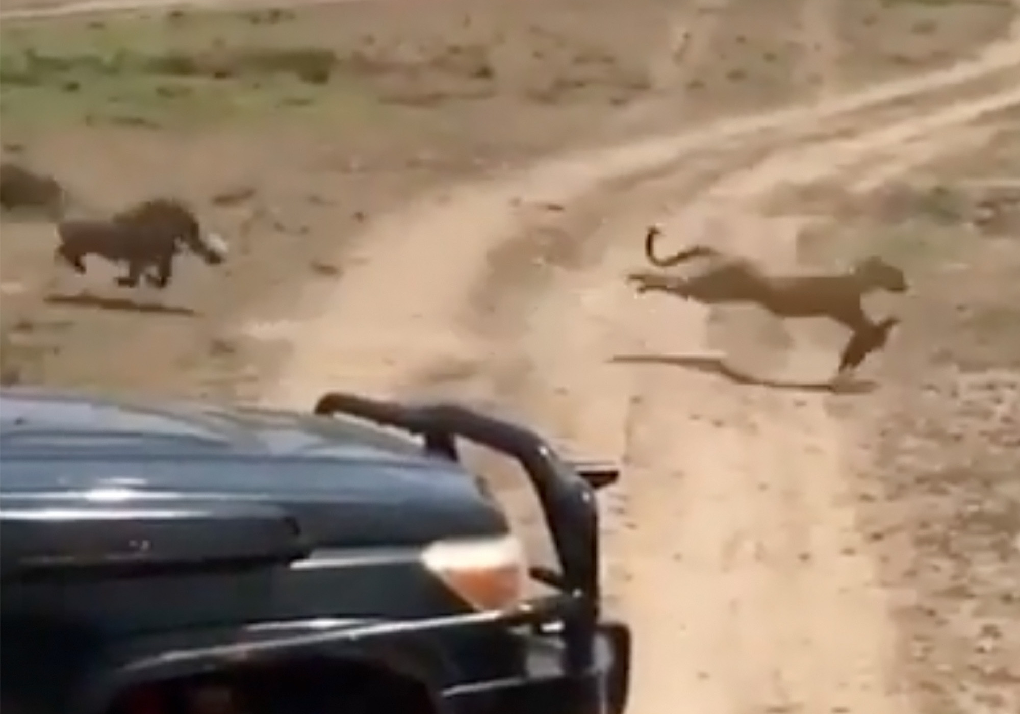 A warthog chases a leopard