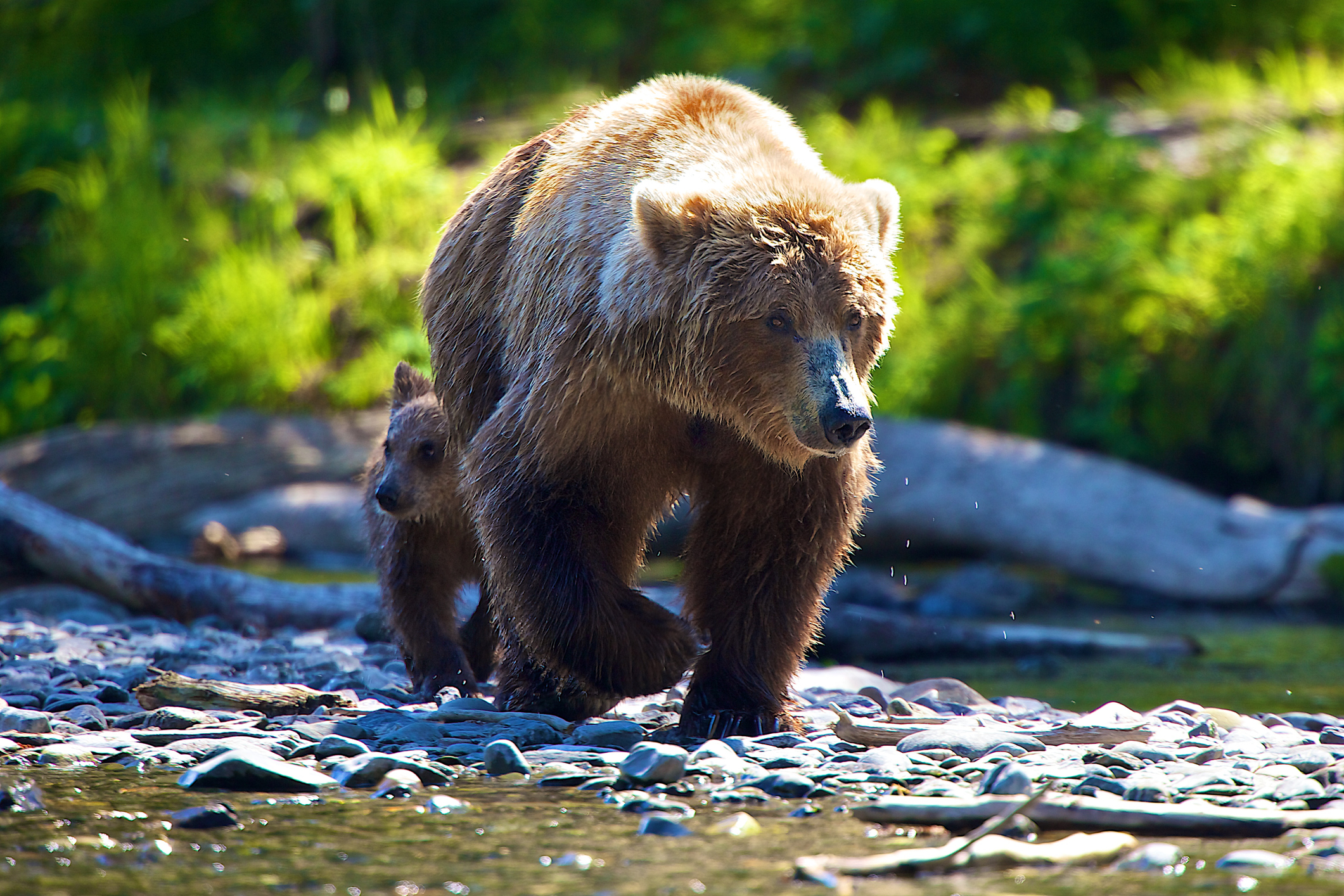 Grizzly Bear Mauls 9-Year-Old Boy on Moose Hunt in Alaska