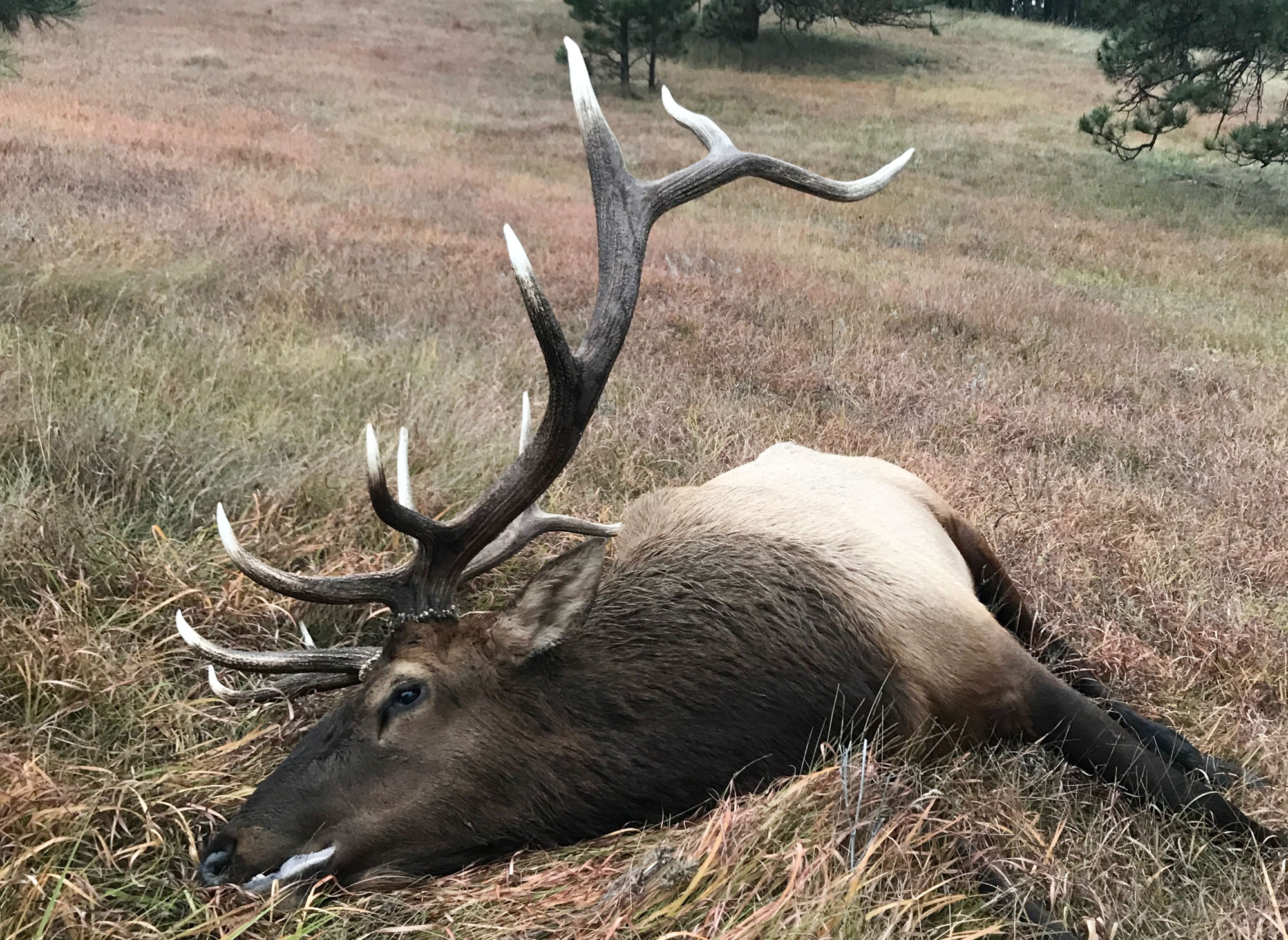 Your First Elk Hunt: What Rifle Should You Bring?