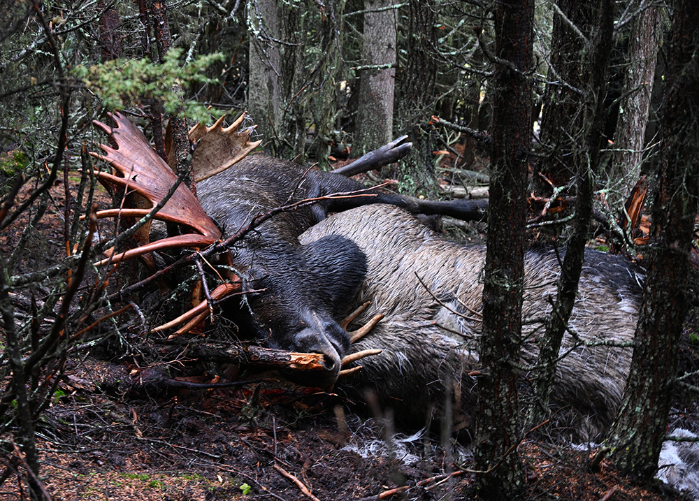 Famous Bull Moose Killed in Fight with Even Bigger Bull
