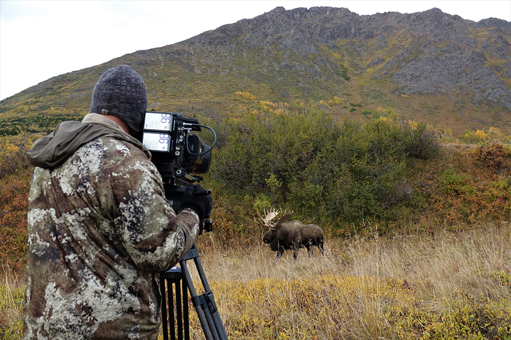 filming bull moose
