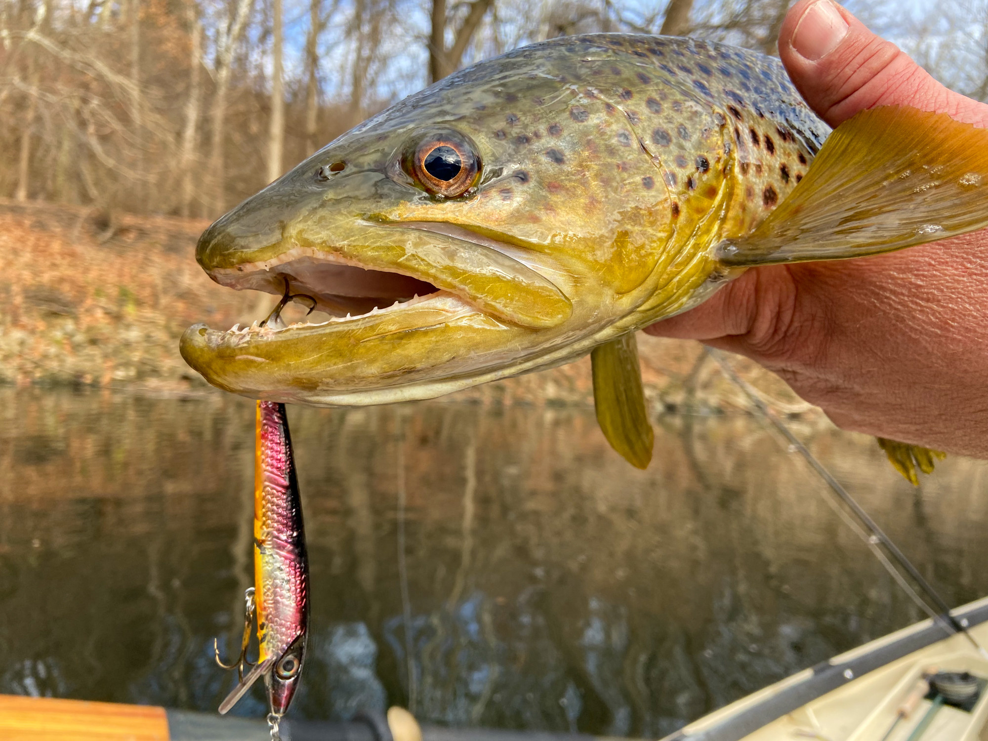 A fall brown trout with a jerkbait in its mouth.