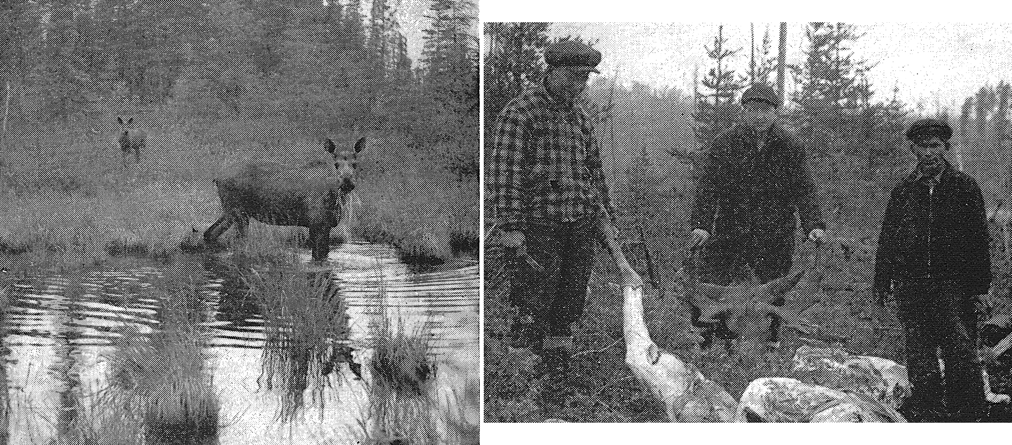 old photos of moose, hunters