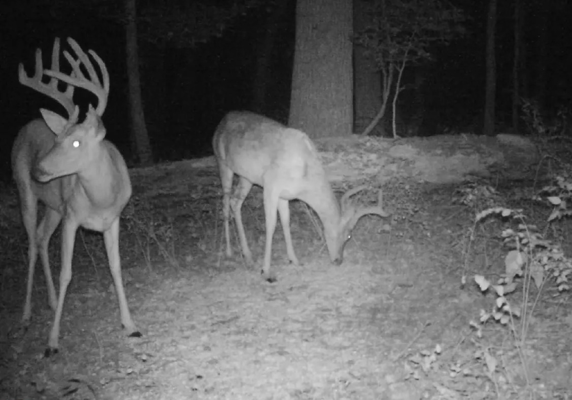 Whitetail buck in 2021 trail camera photo