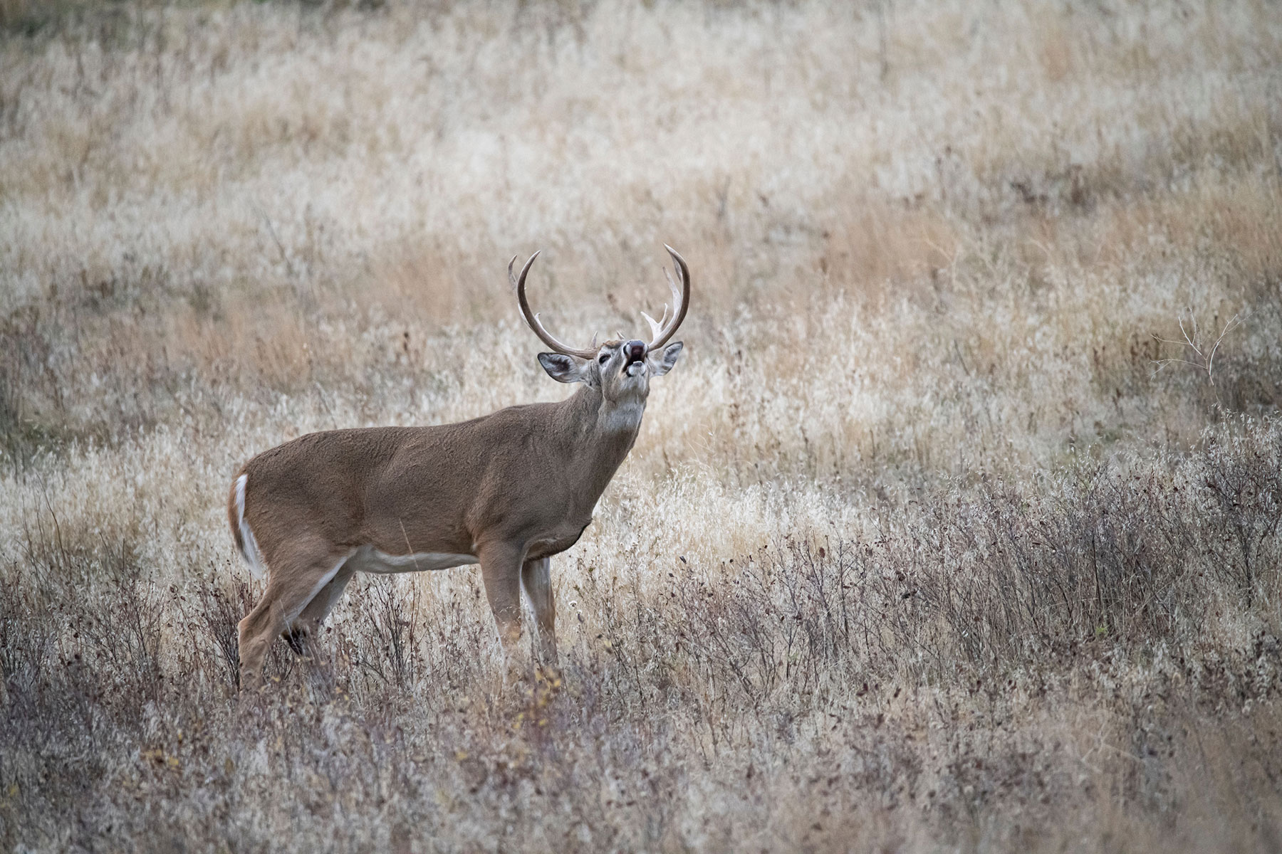 Best Times to Deer Hunt the Rut | Outdoor Life