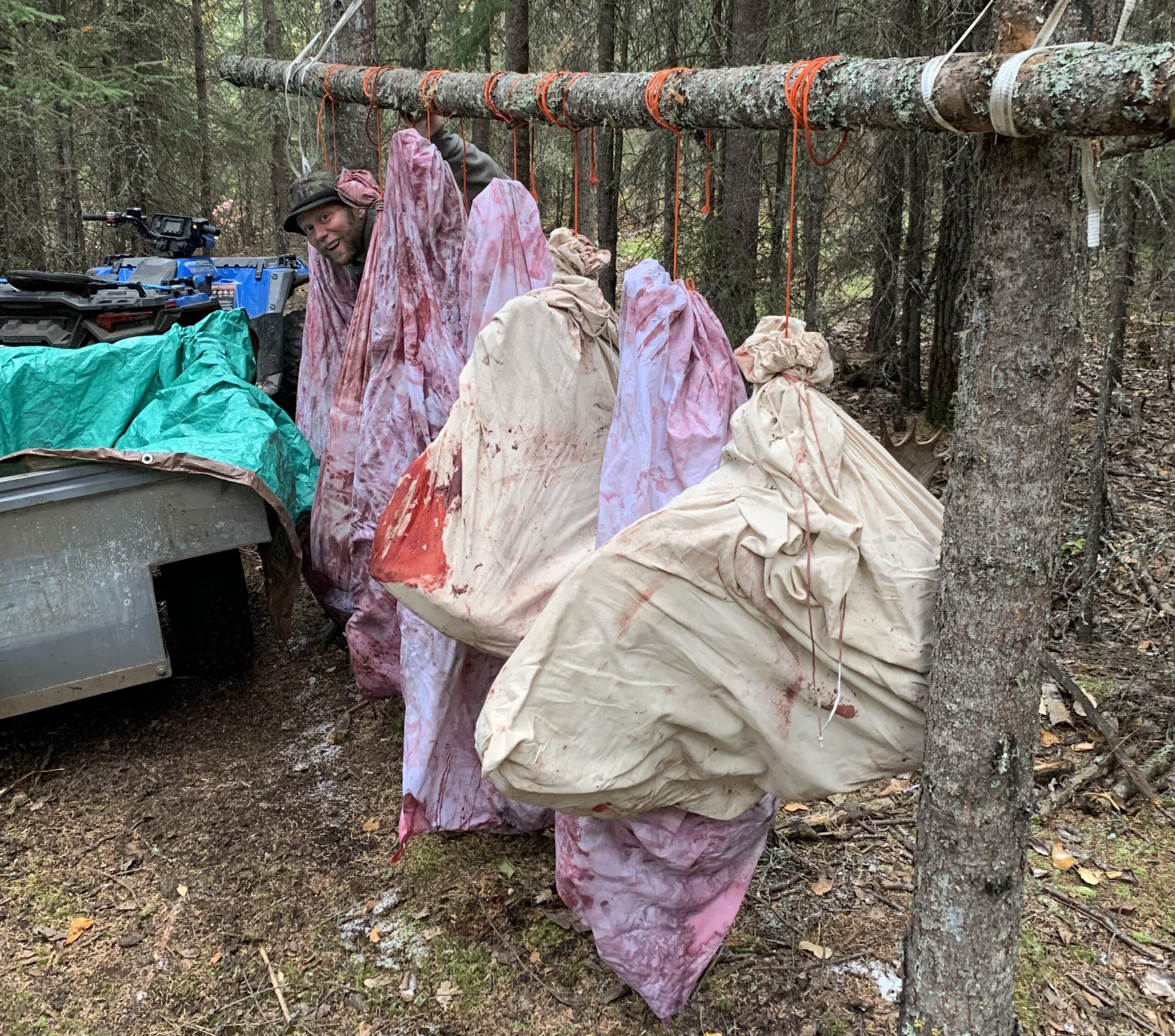 Hanging the meat of a bull moose