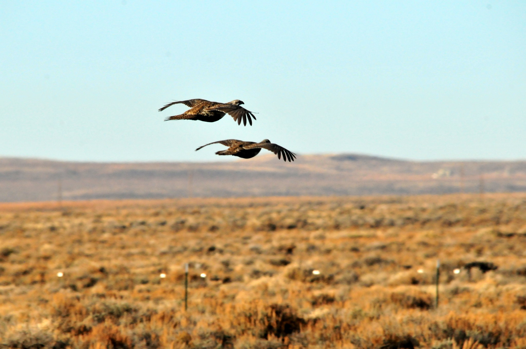 A pair of greater sage grouse take flight over BLM land in Idaho. 