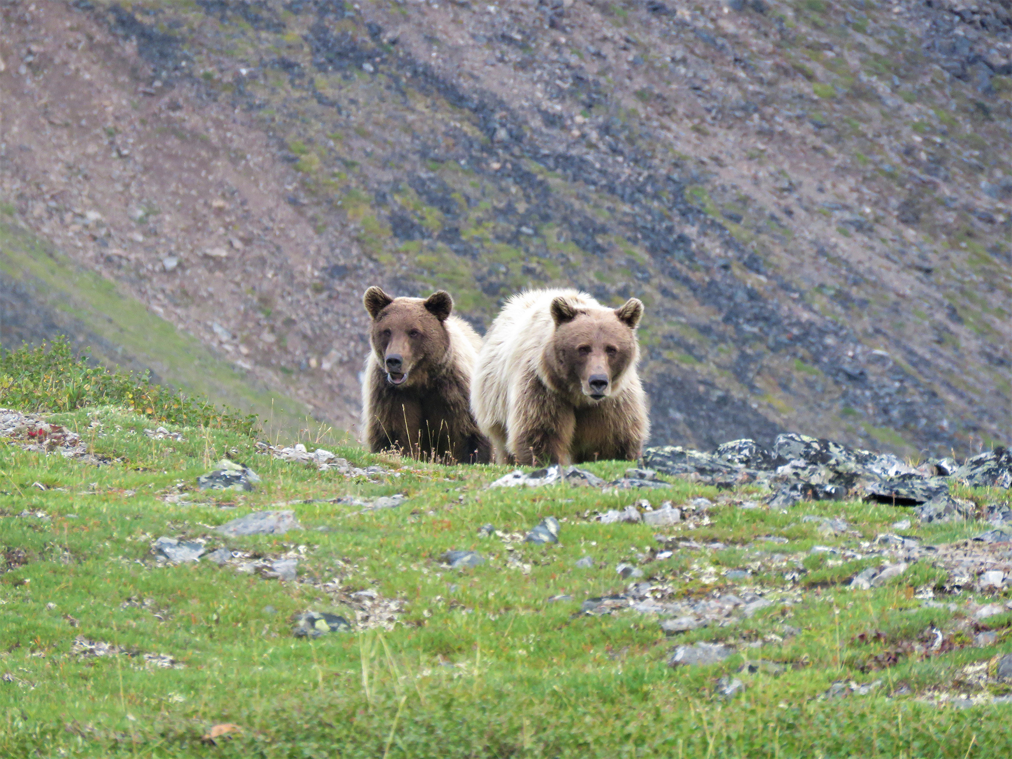 arctic grizzlies
