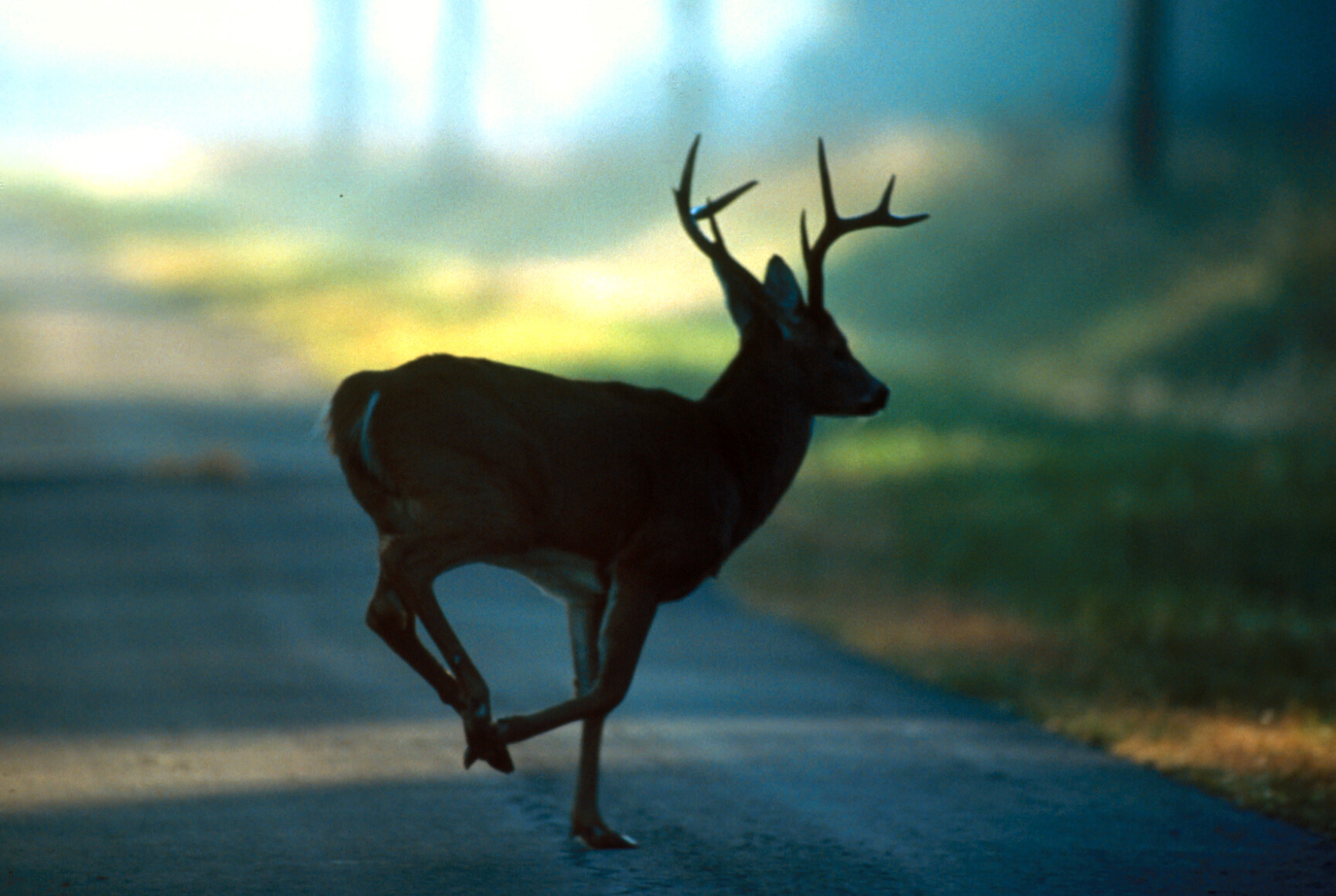 buck in the road