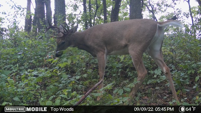 Dahlke had gotten trail cam photos of this buck earlier in the month.
