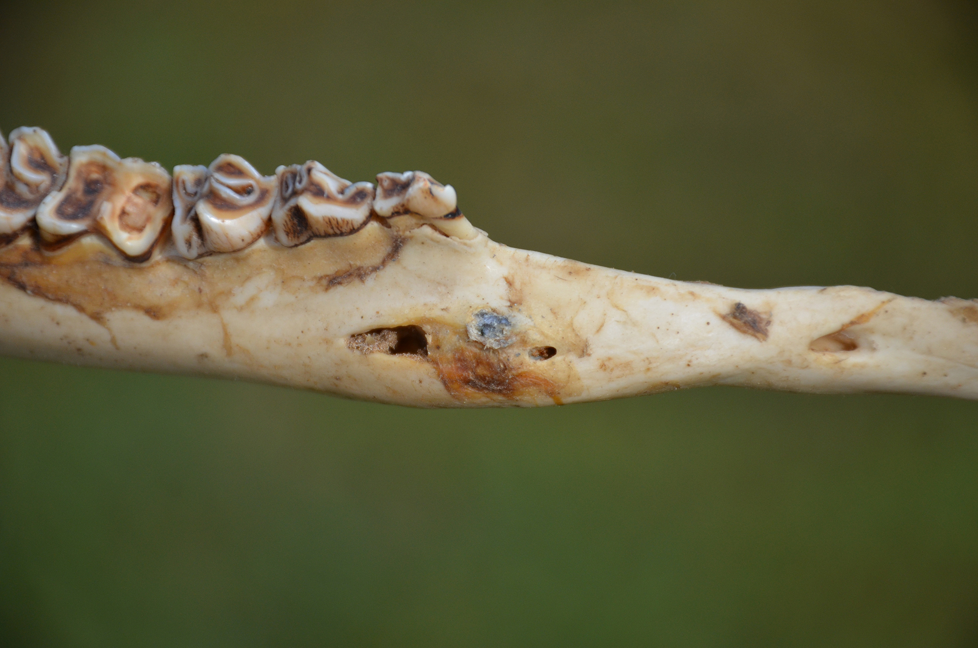 deer jaw bone