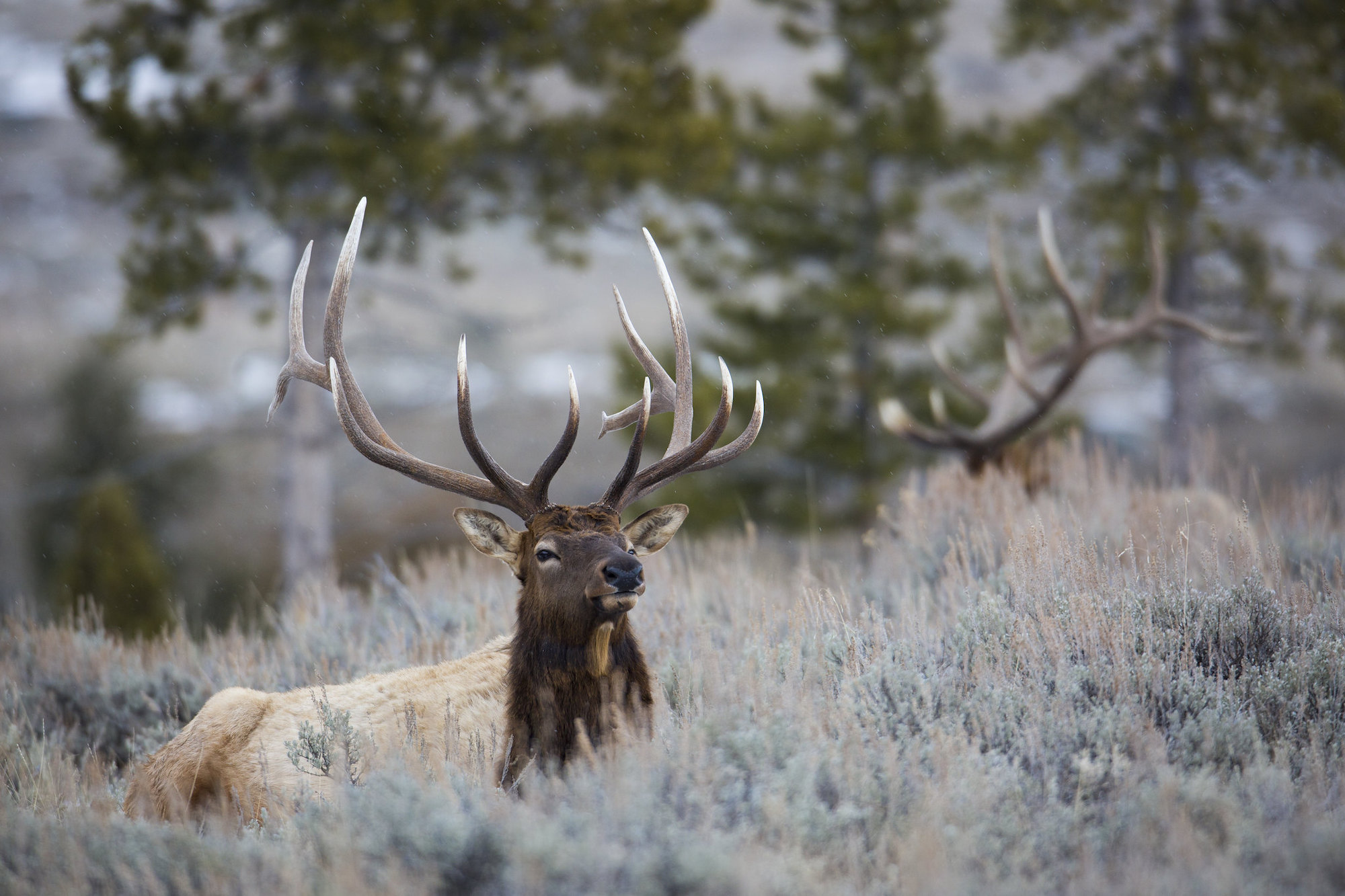 The new report takes a closer look at New Mexico's elk license allocation program.