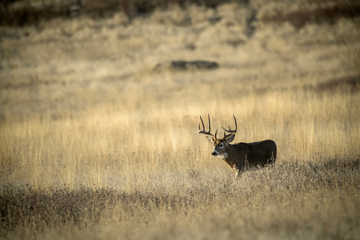 buck on a prairie