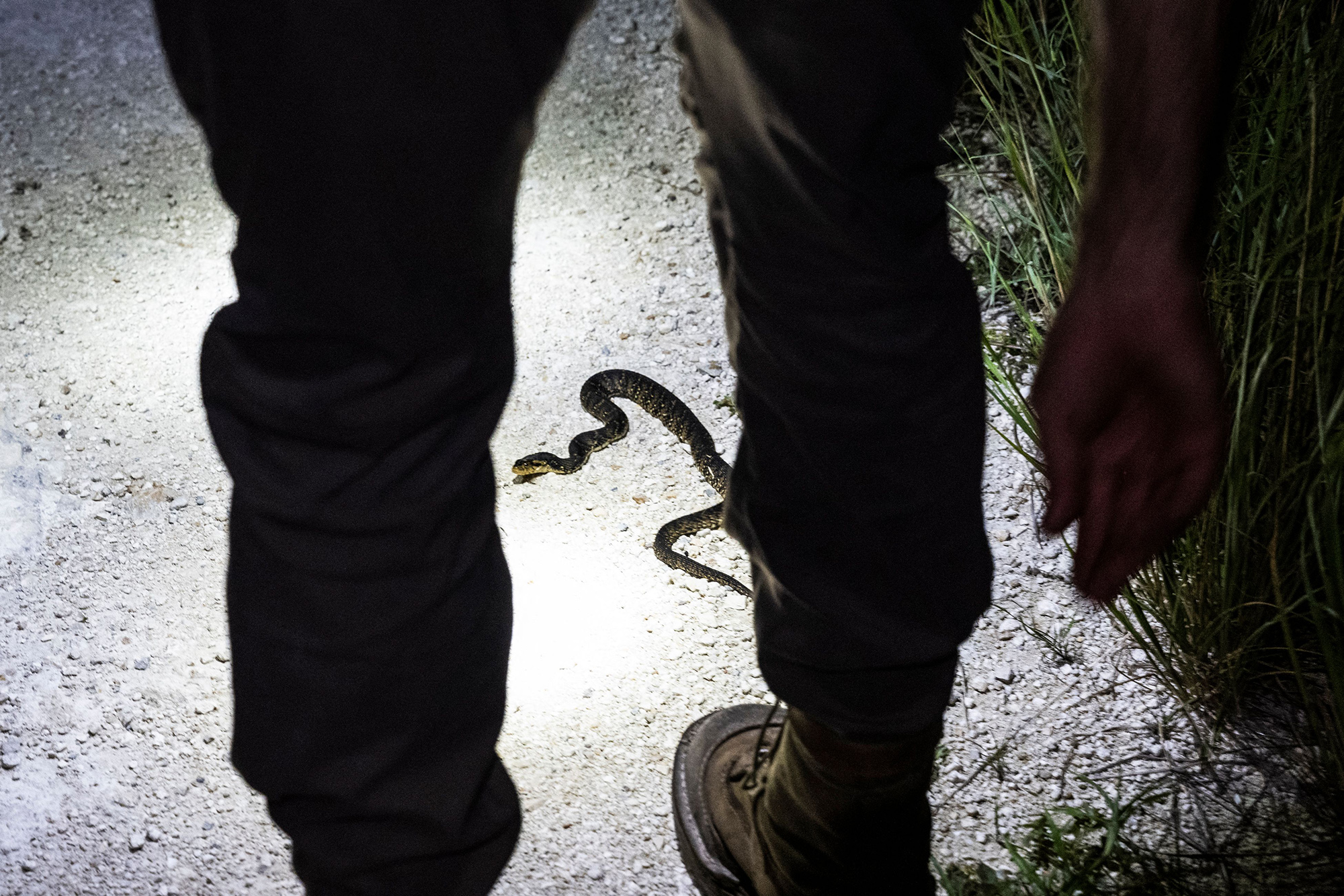 Burmese pythons in a smugglers pants.