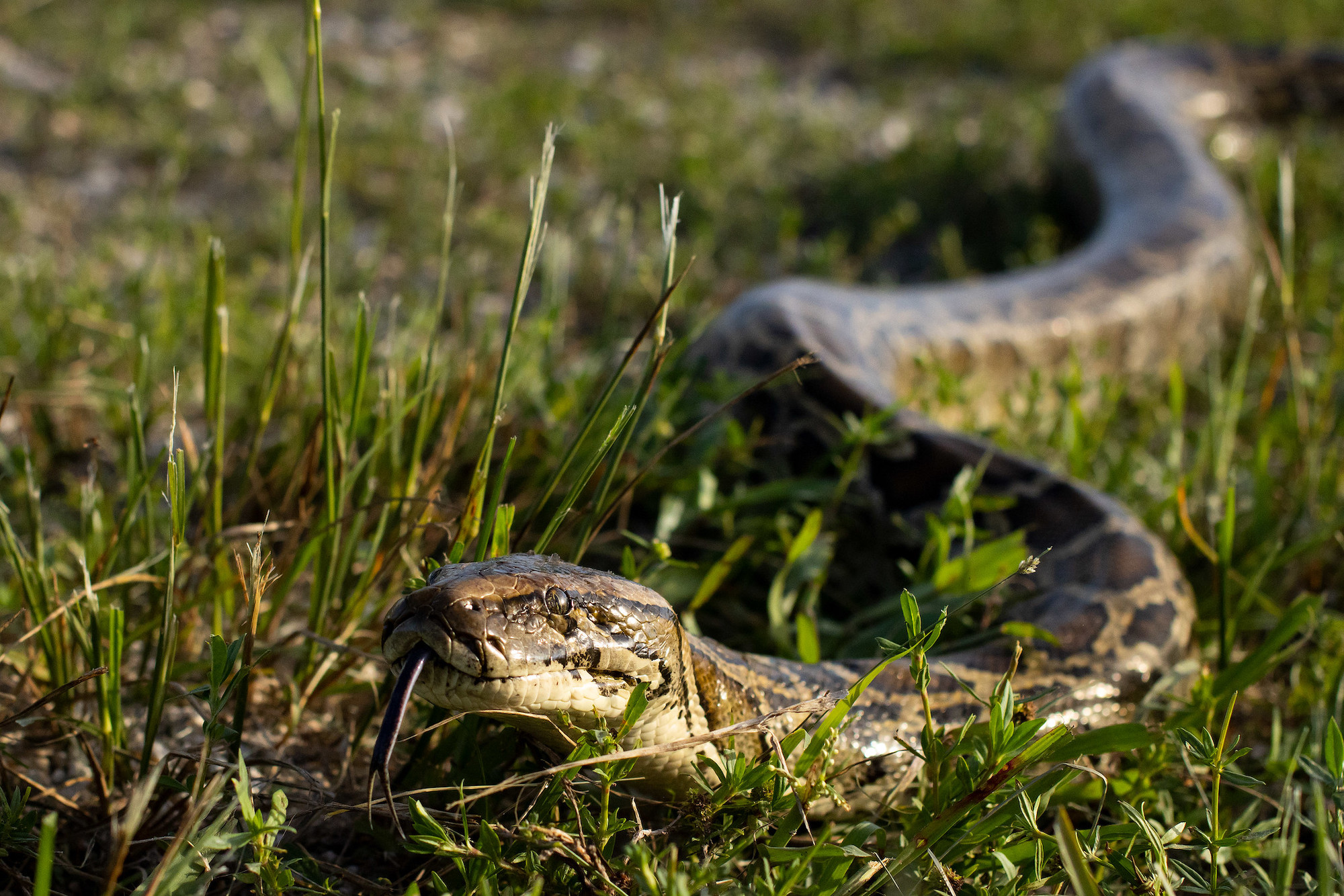 trouser snakes, FL burmese python