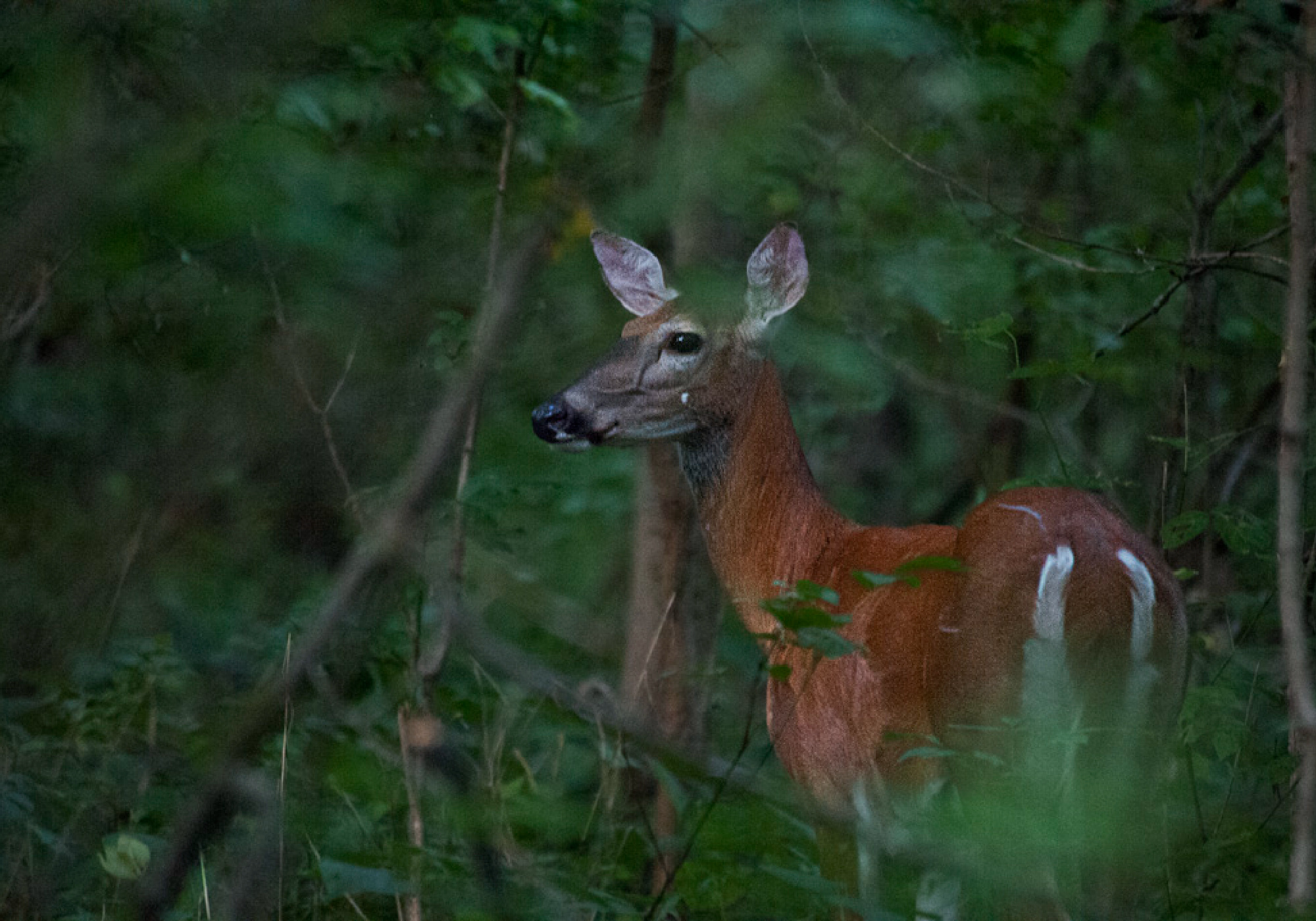 Whitetail doe in Illinois woods