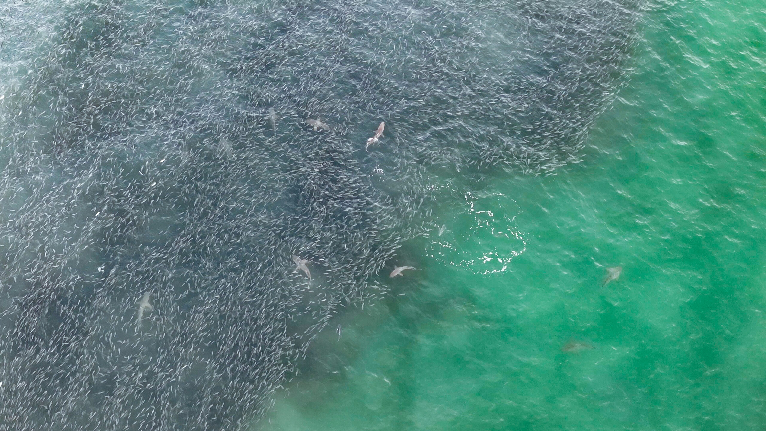 A feeding frenzy of blacktip sharks feast on a mullet run.
