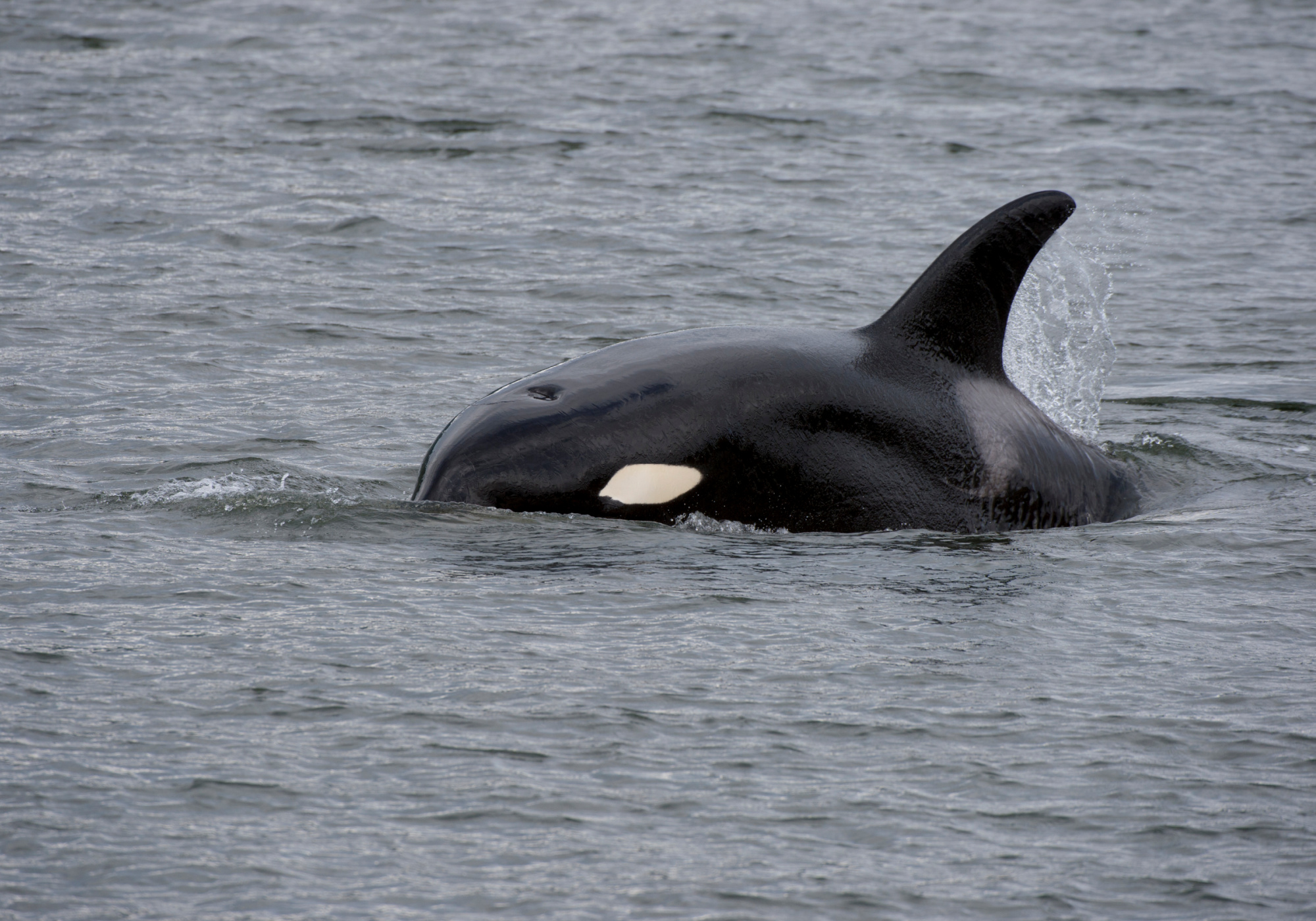 Orcas were discovered hunting great white sharks in may.