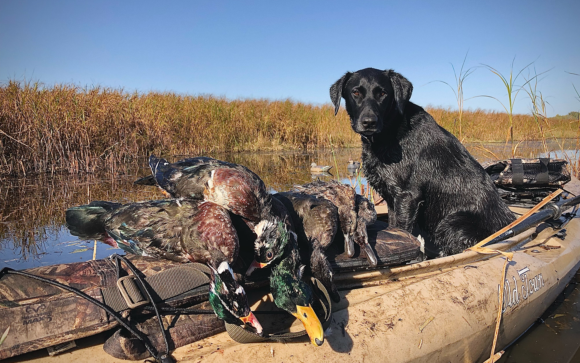Hunting dog sitting in boat with duck harvest.