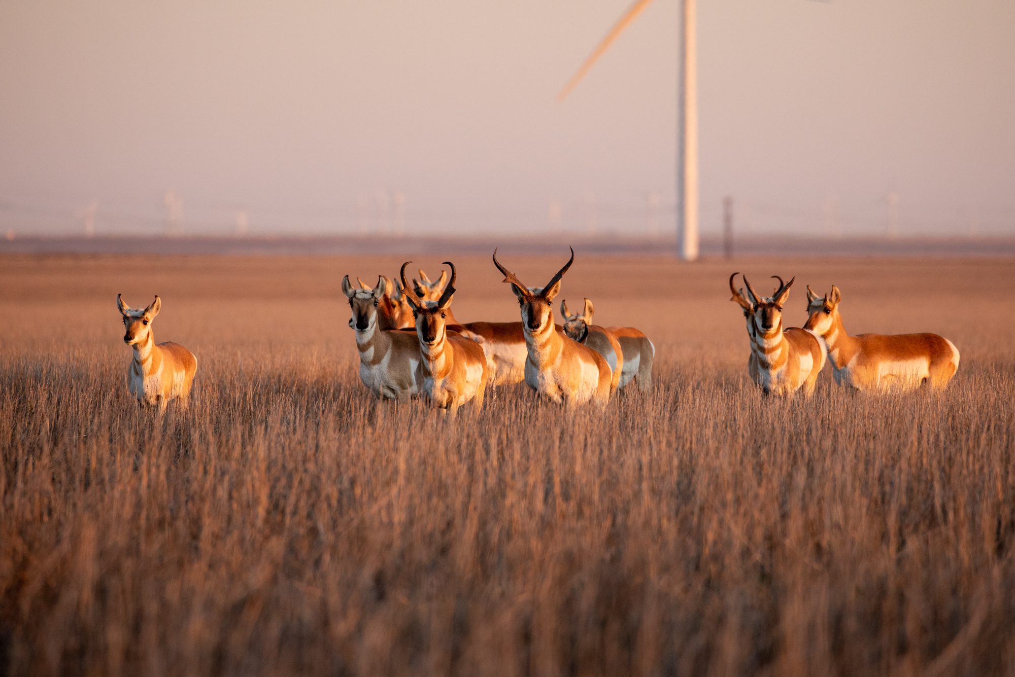 A hred of pronghorn stop in front of a wind turbine.