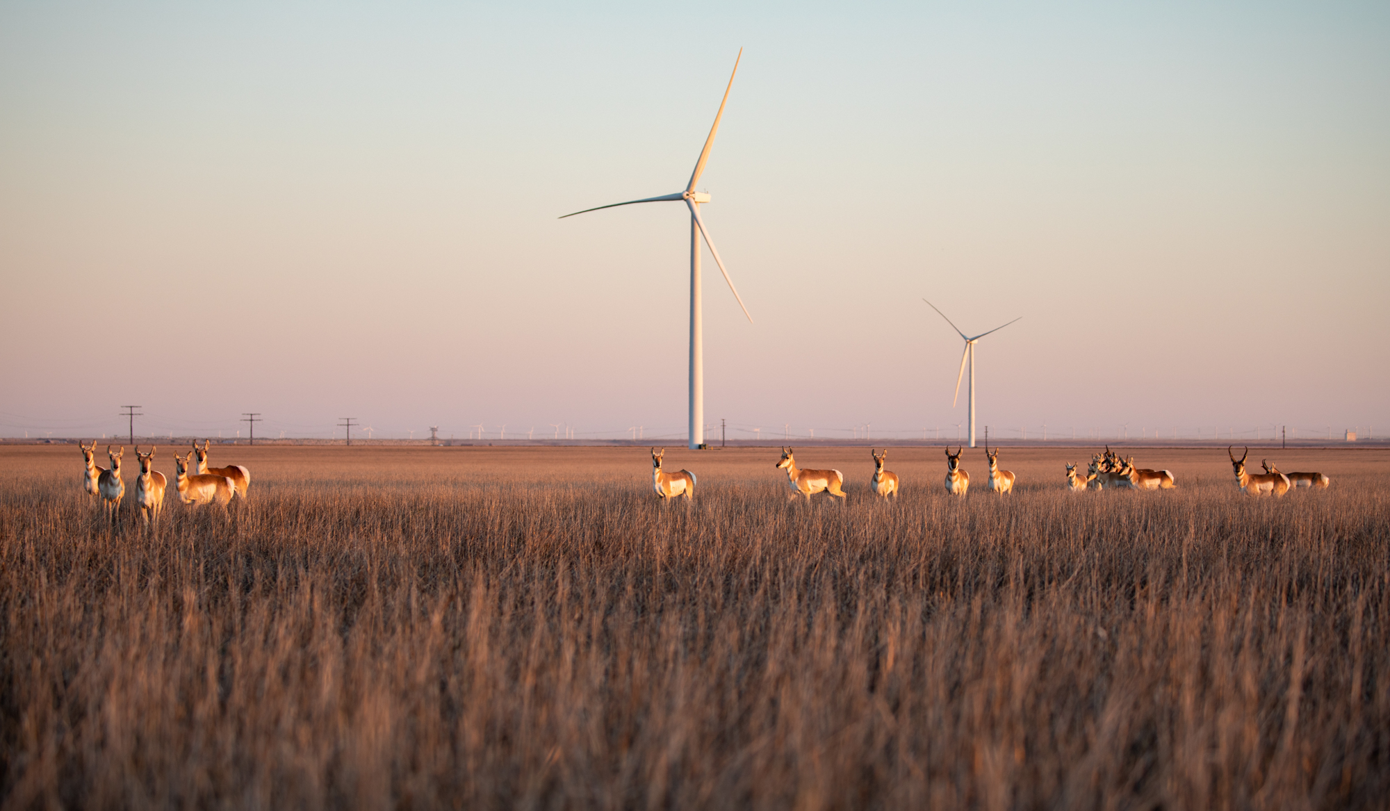 Pronghorn antelope walking past a wind farm.