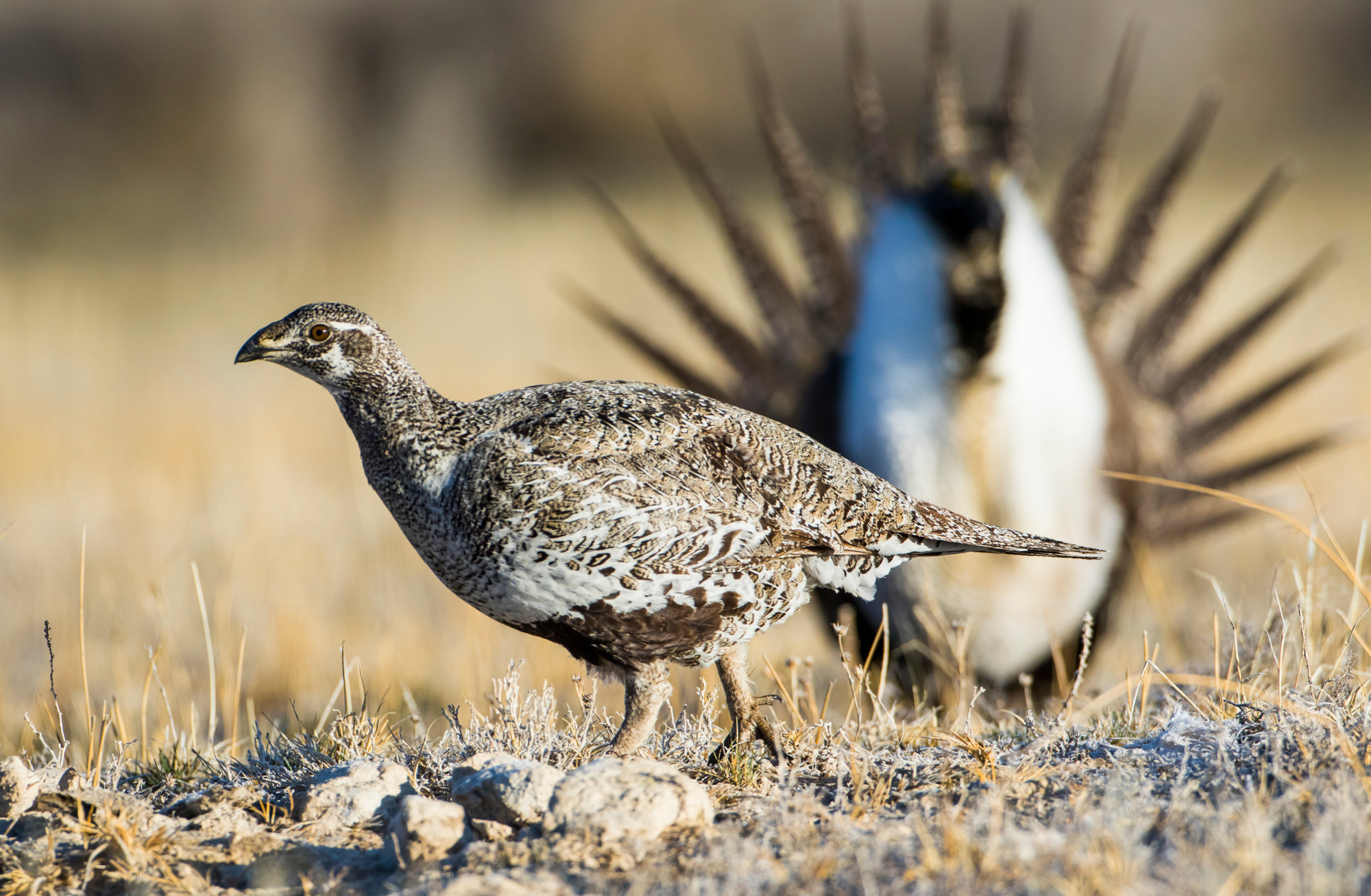 A hen sage grouse walks in front of a male during mating season.