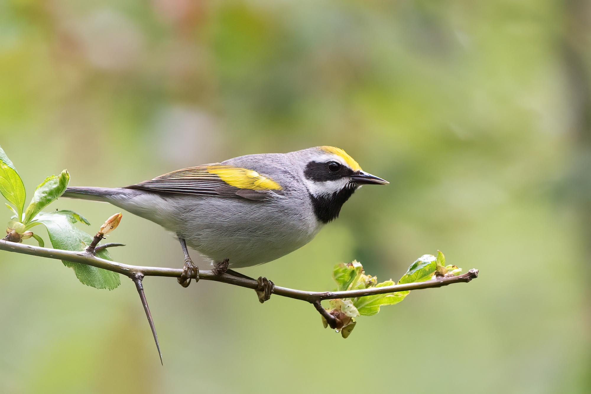 golden winged warbler from 2022 state of birds report