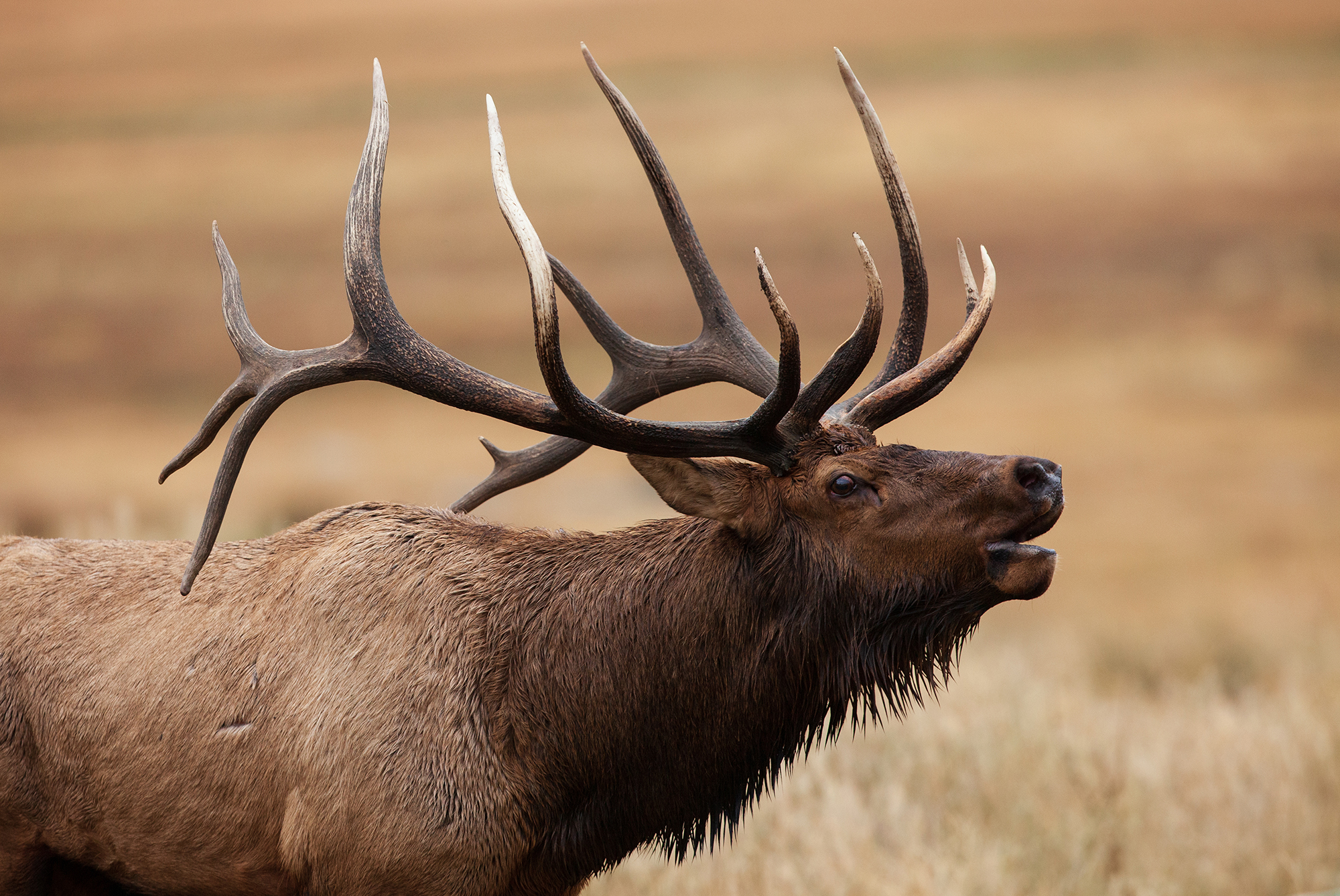 Bull elk bugling on a hunt.