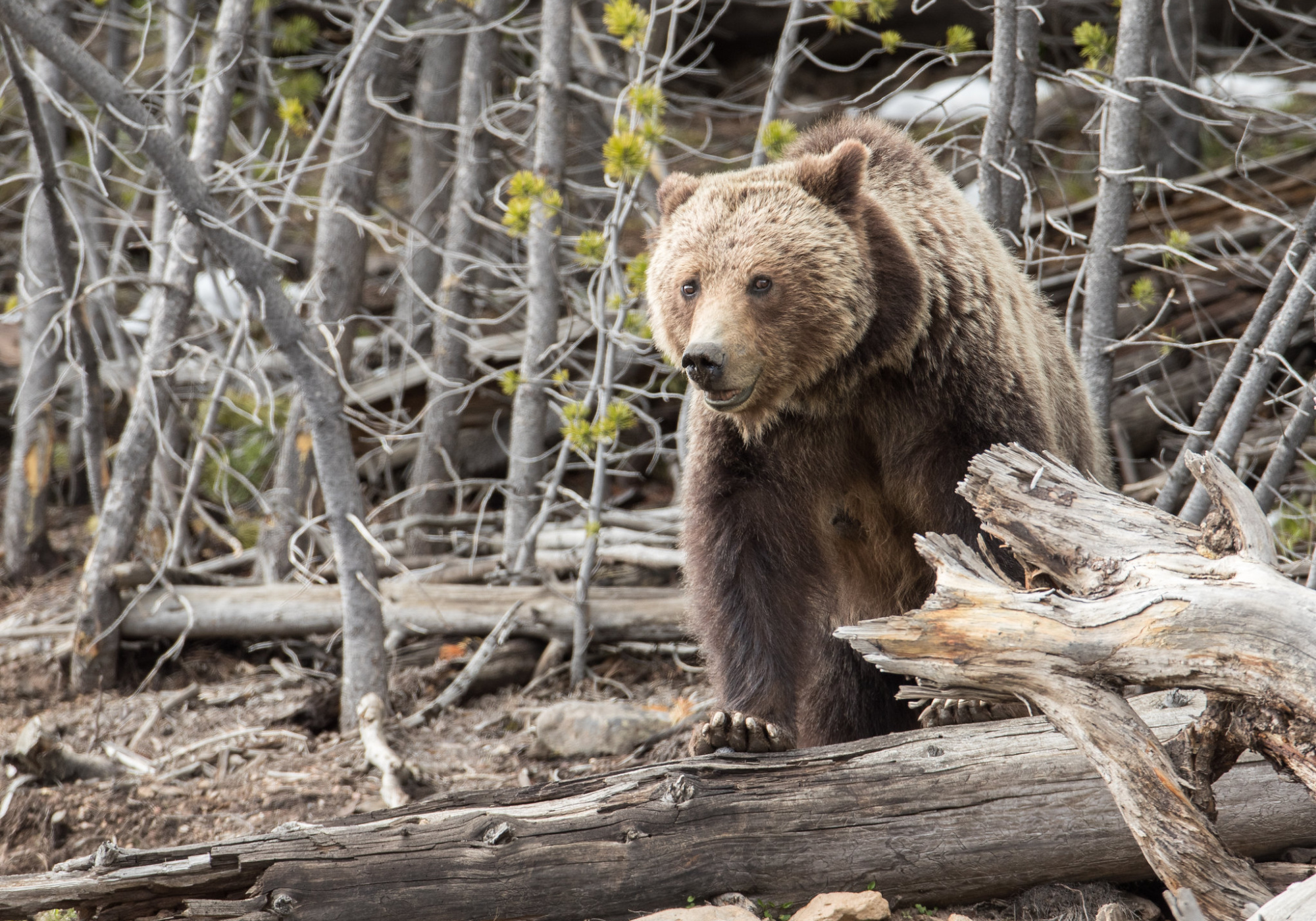 Wyoming wrestlers attacked by bear