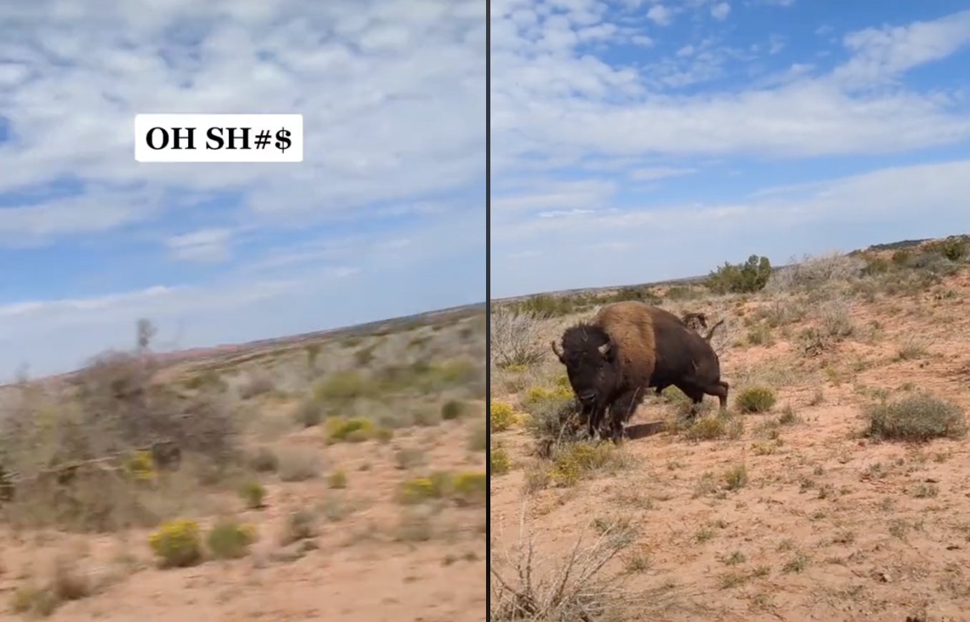 Watch: Texas Hiker Gets Charged and Gored by Bison