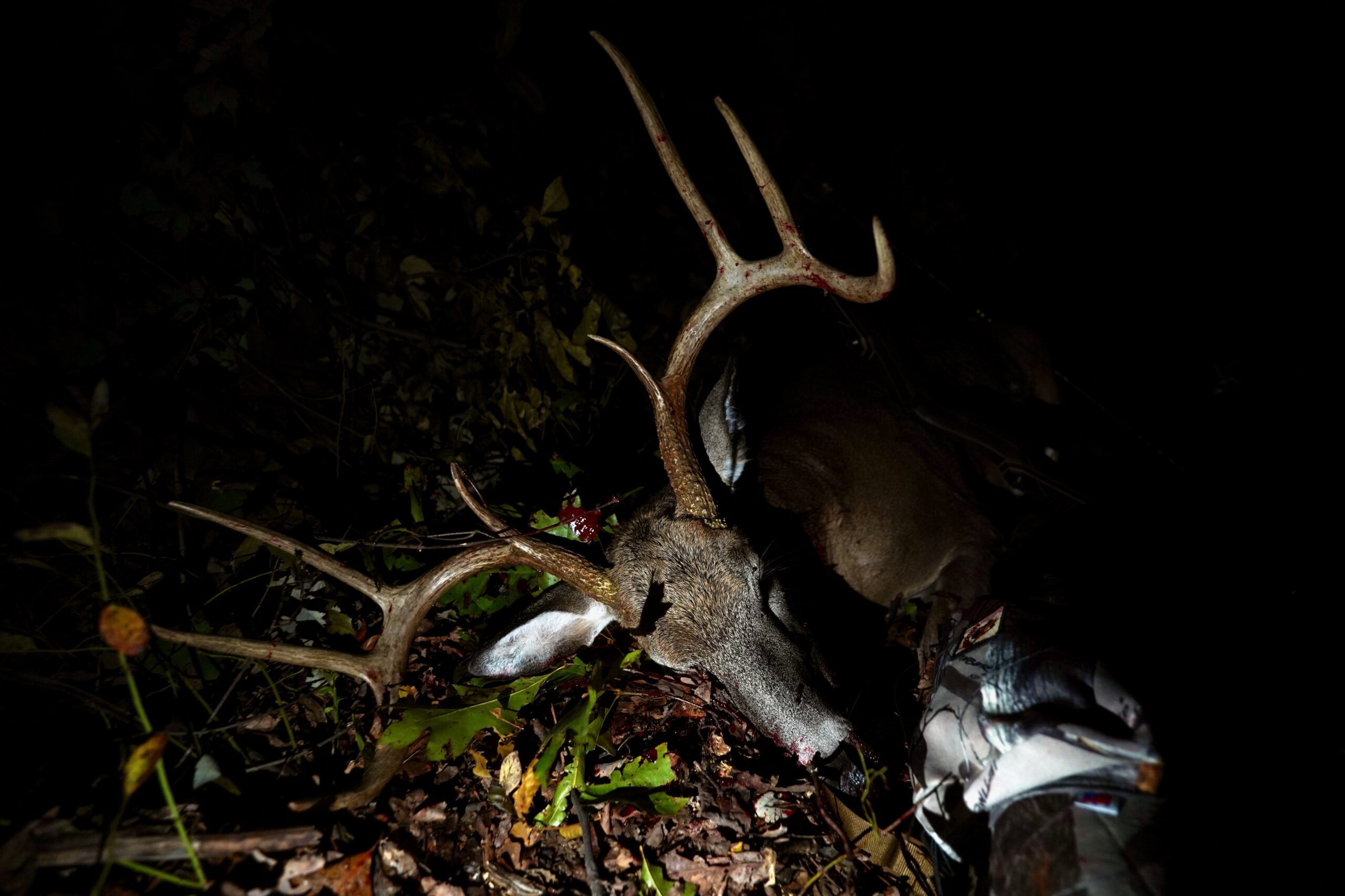 The Best Broadheads for Deer in 2023
