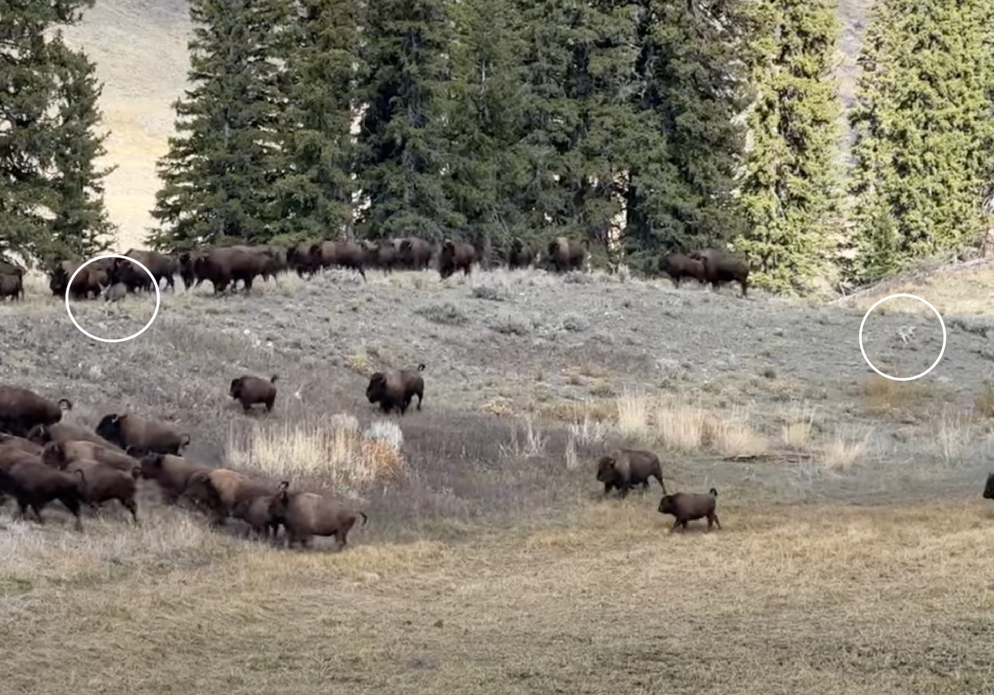 Coyote chases deer into bison herd