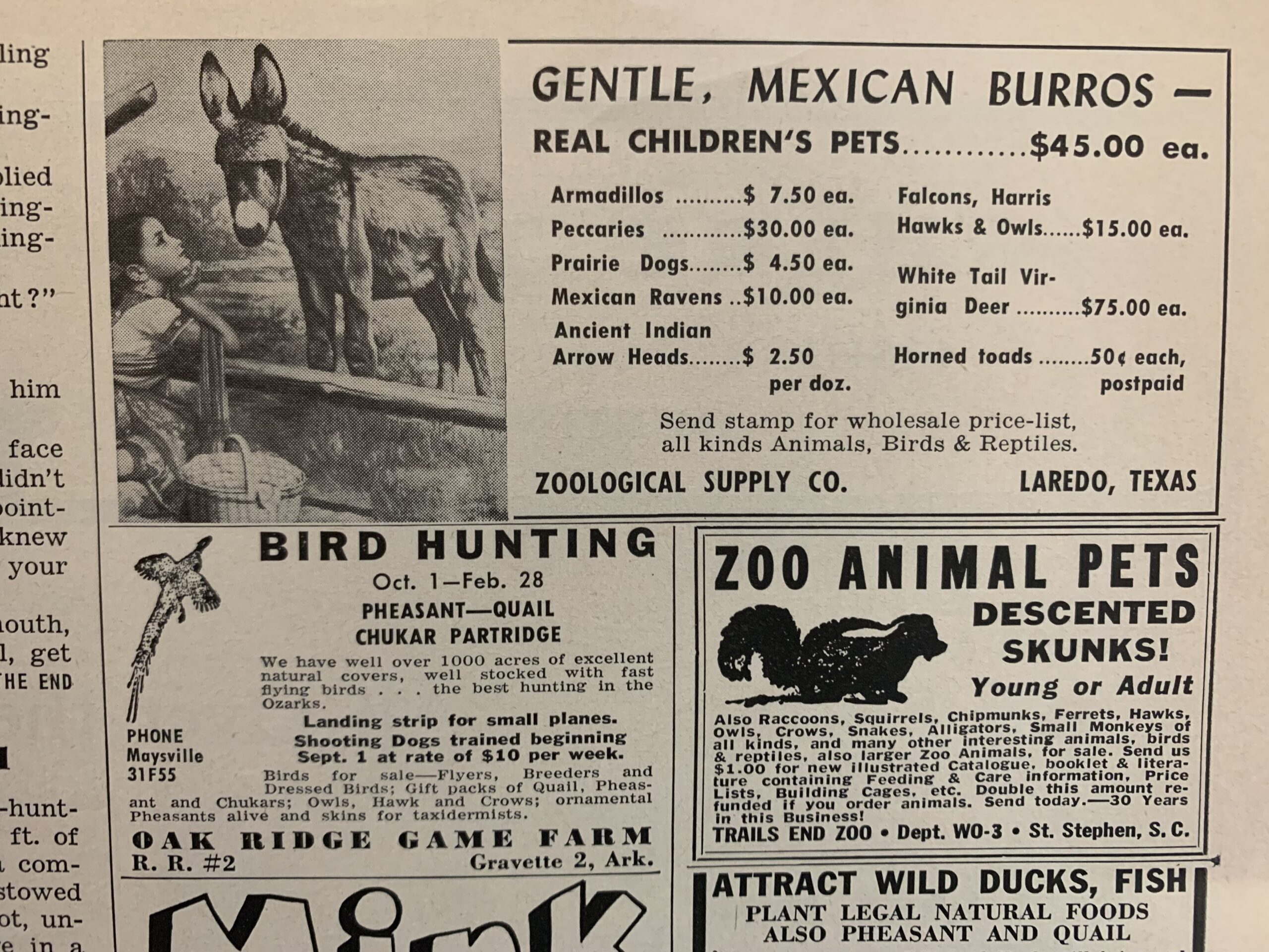 Live animals advertised in Outdoor Life